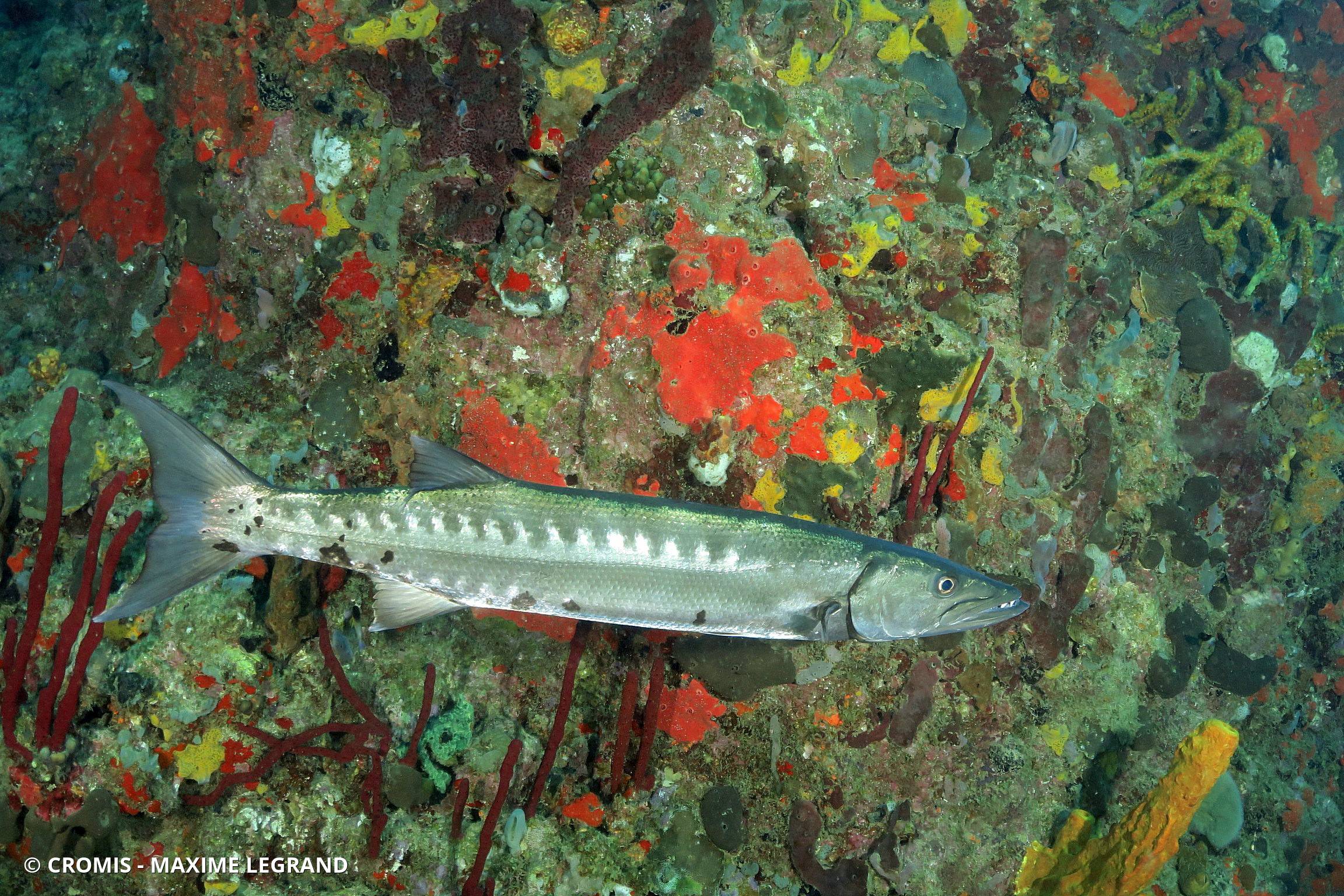 Grand barracuda