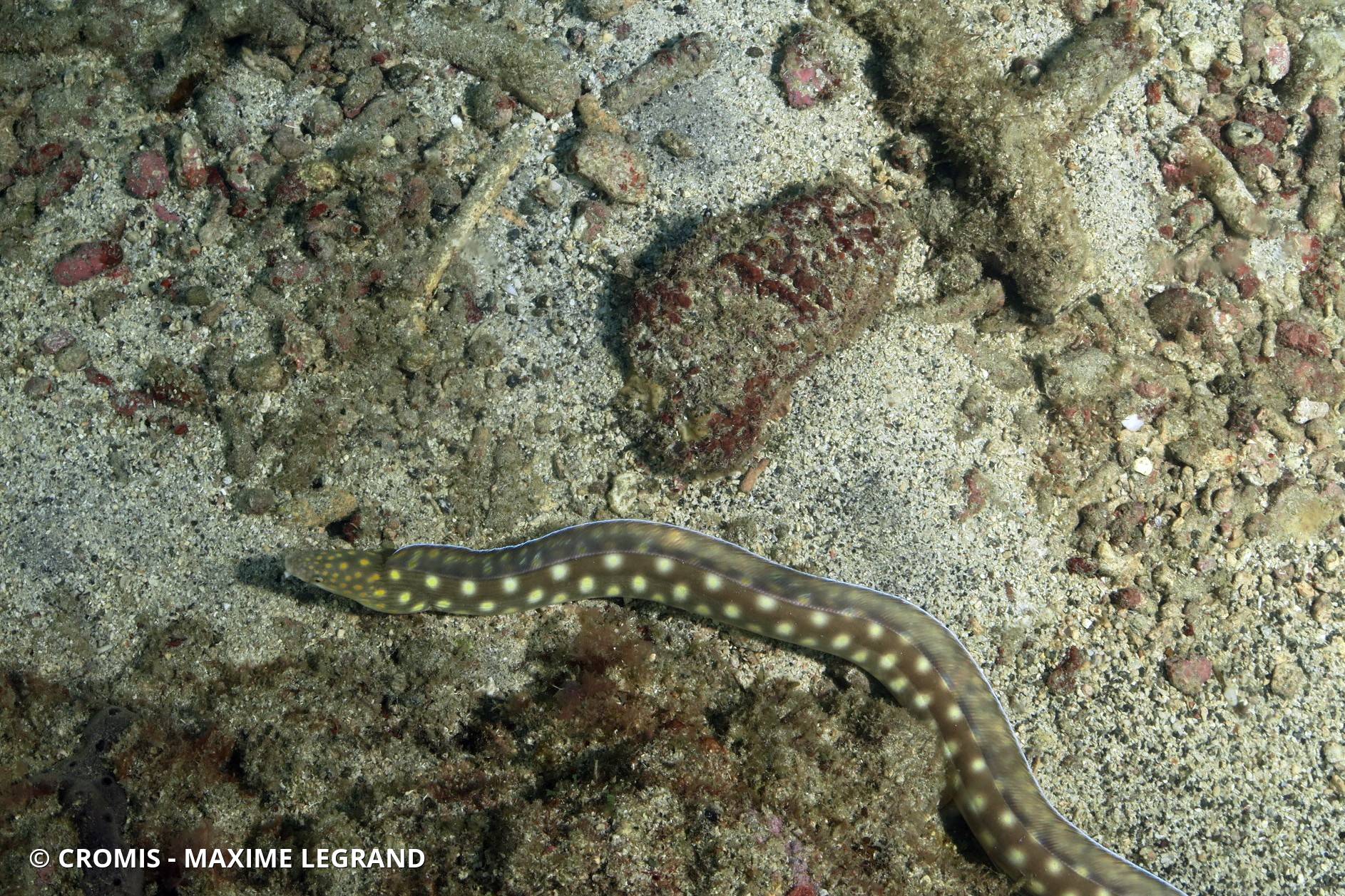 Serpentine dorée