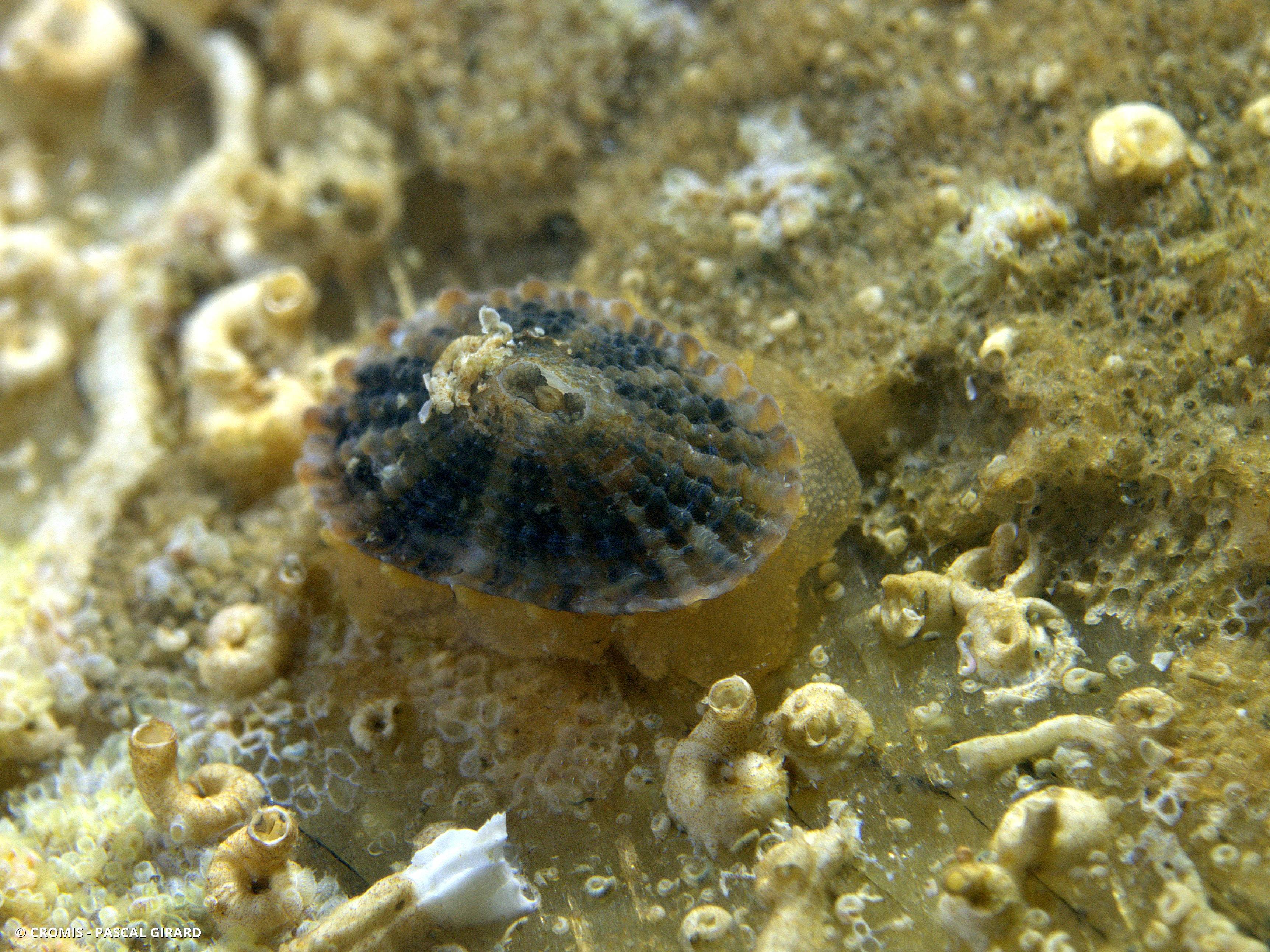 Fissurelle
