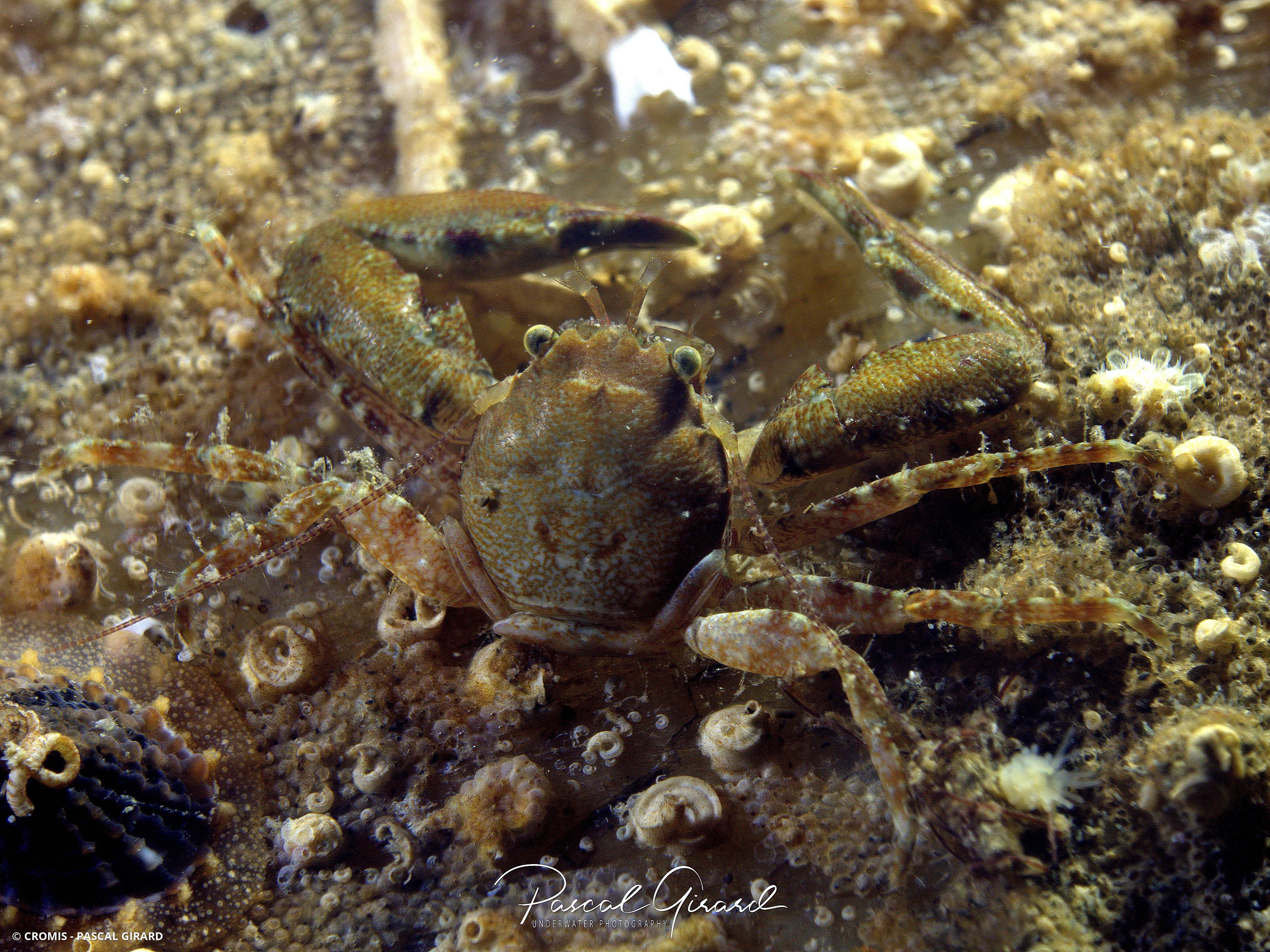 Crabe porcelaine à longues pinces