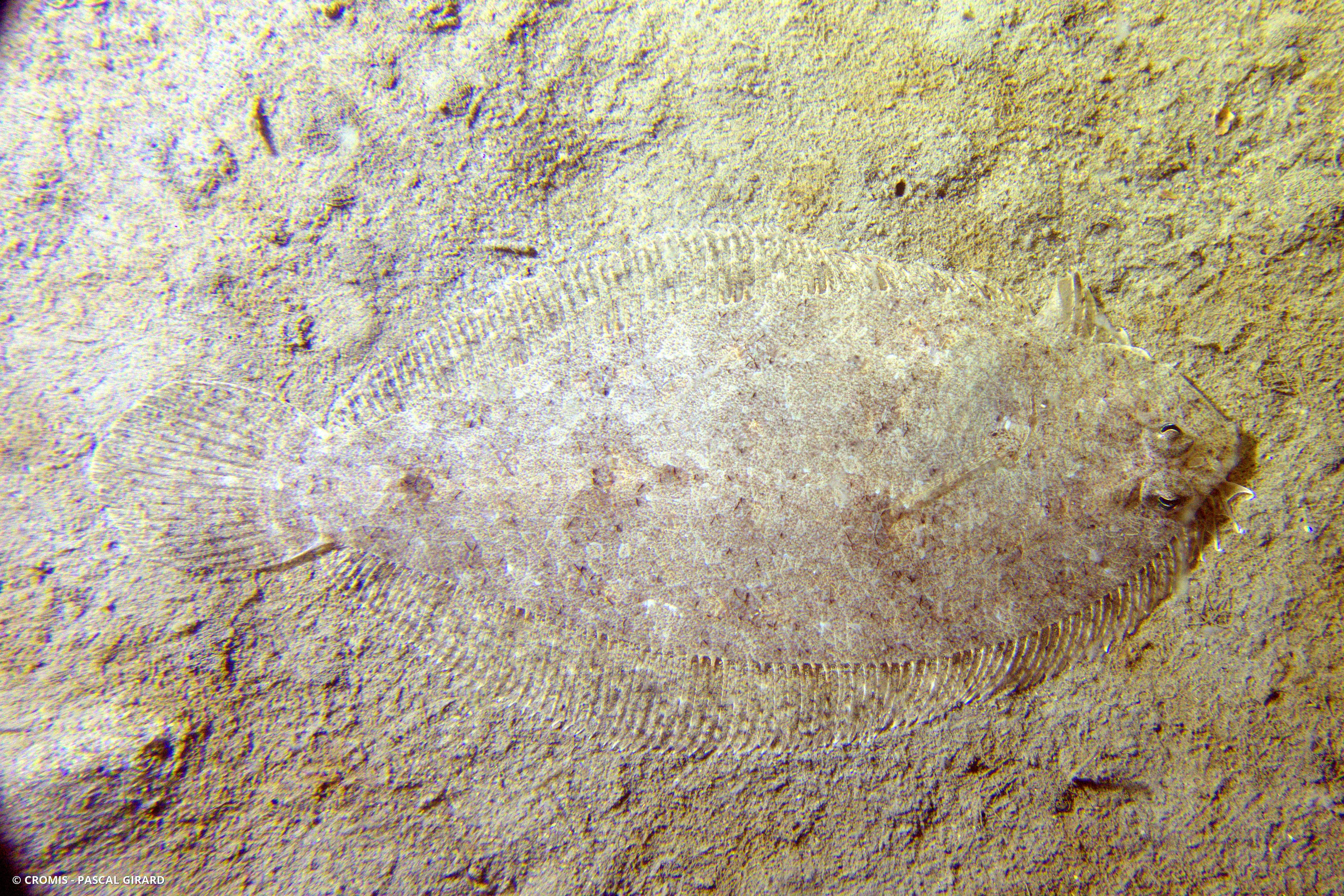 Arnoglosse lanterne