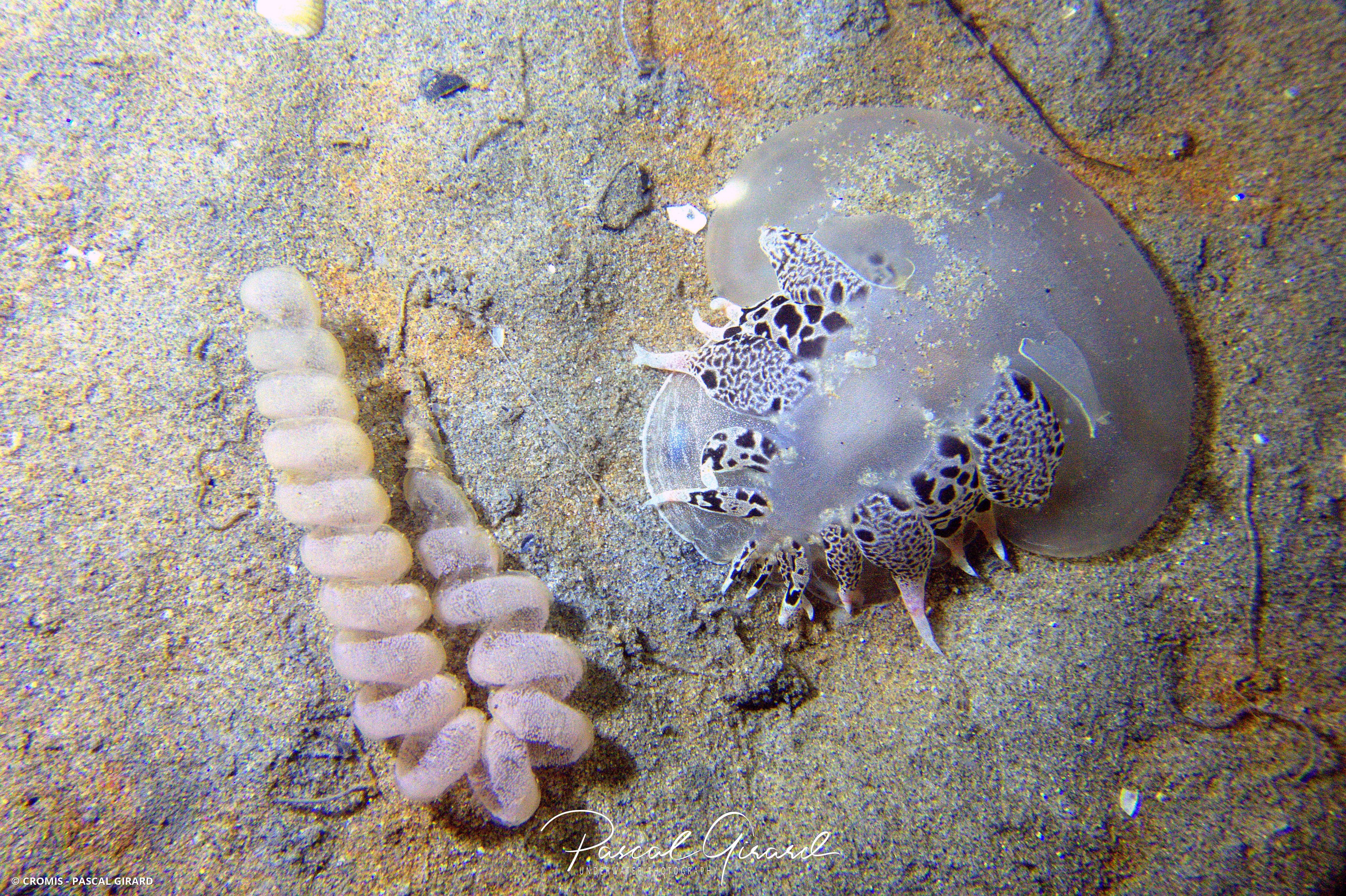 Téthys