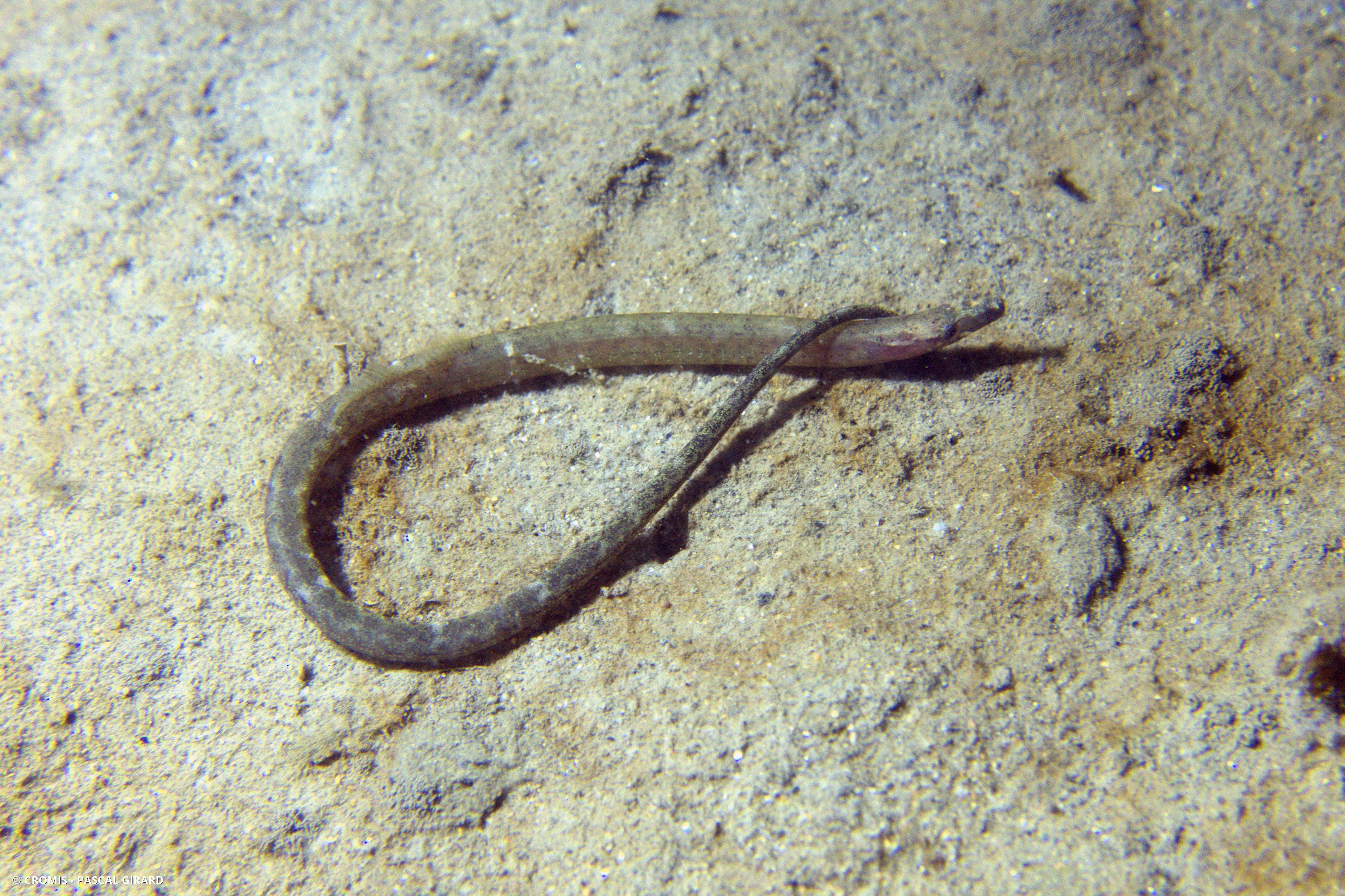 Nérophis lombric