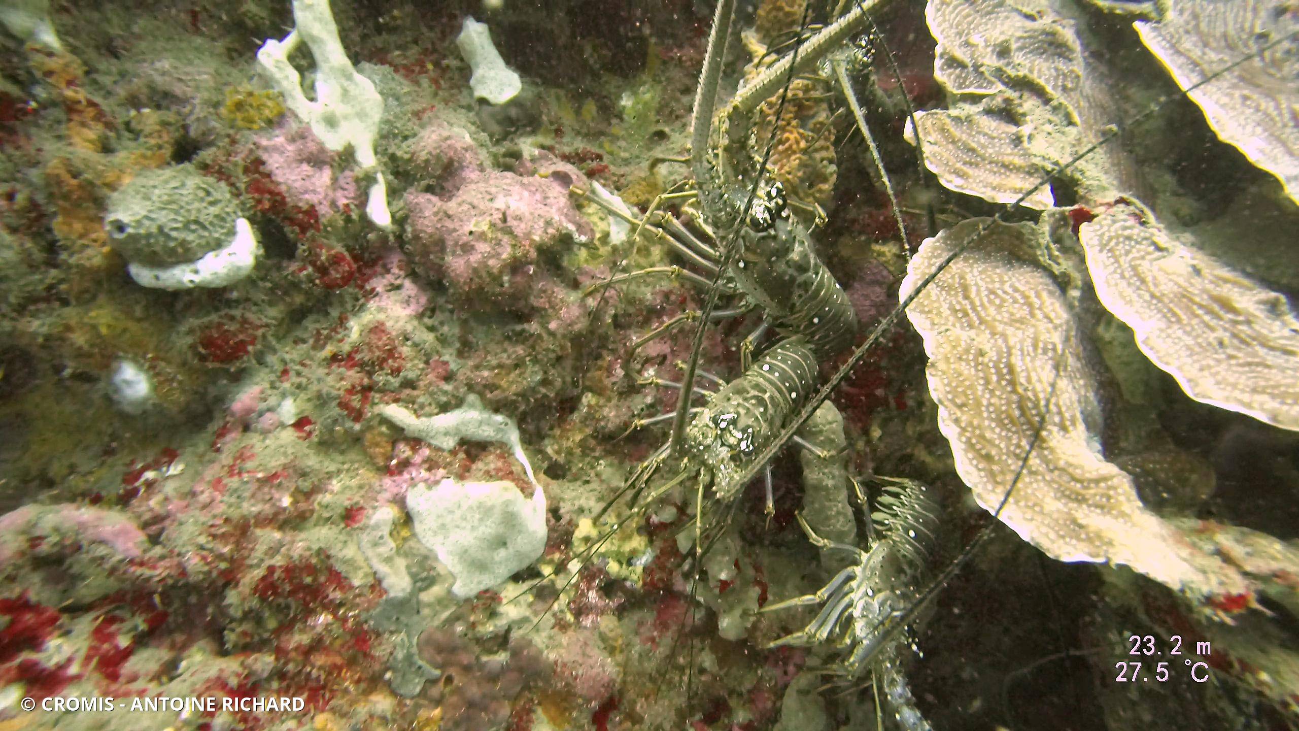 Langouste des Caraïbes