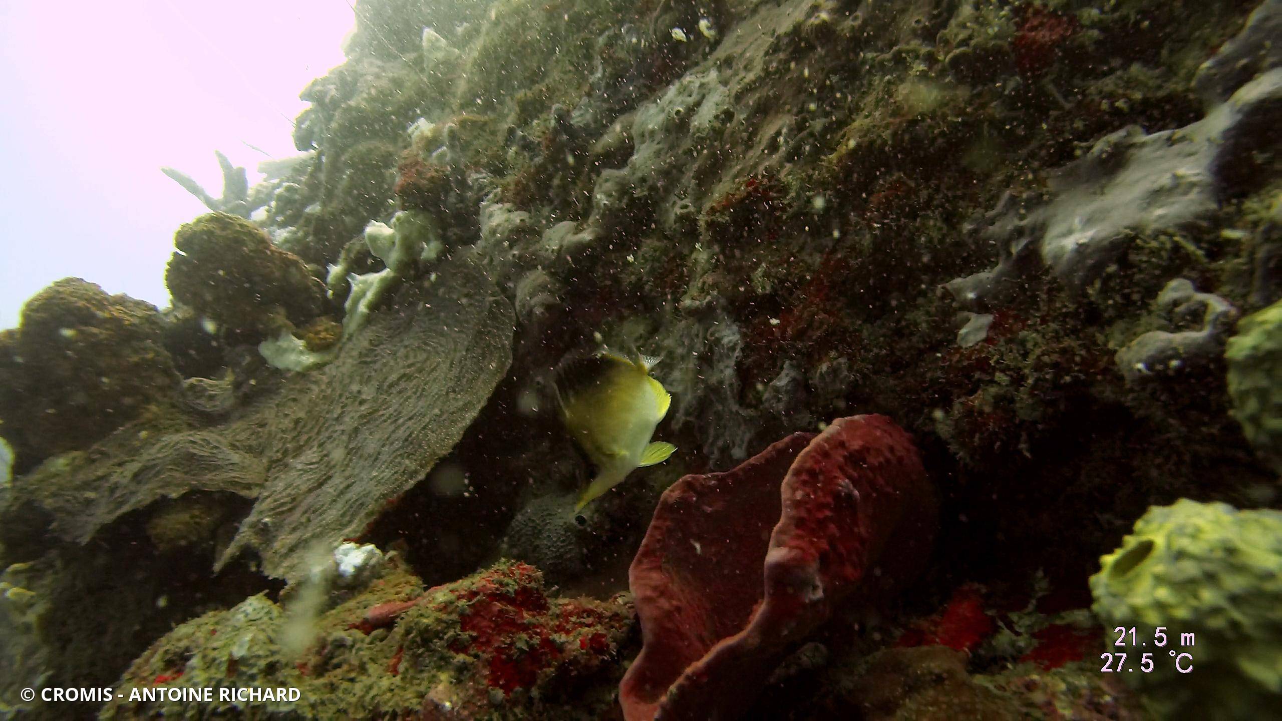 Papillon à bec des Caraïbes