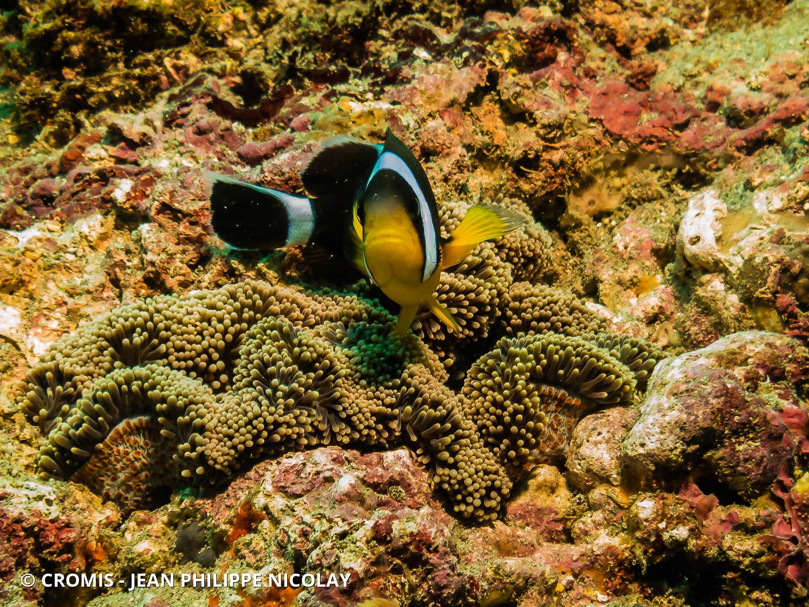 Poisson-clown de Maurice