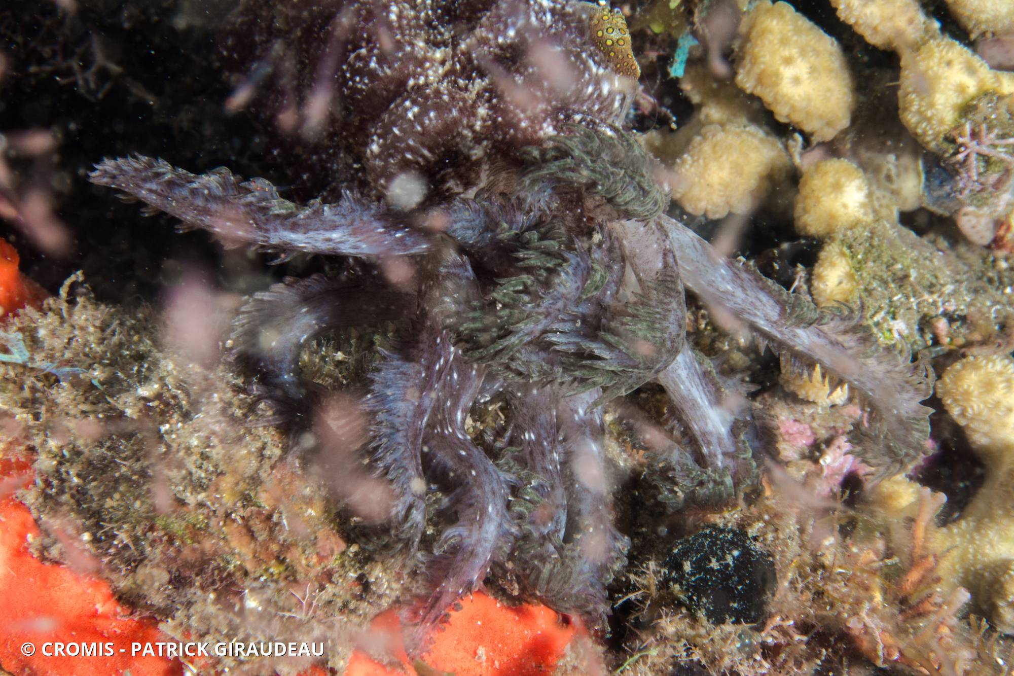 Holothurie serpent collante antillaise