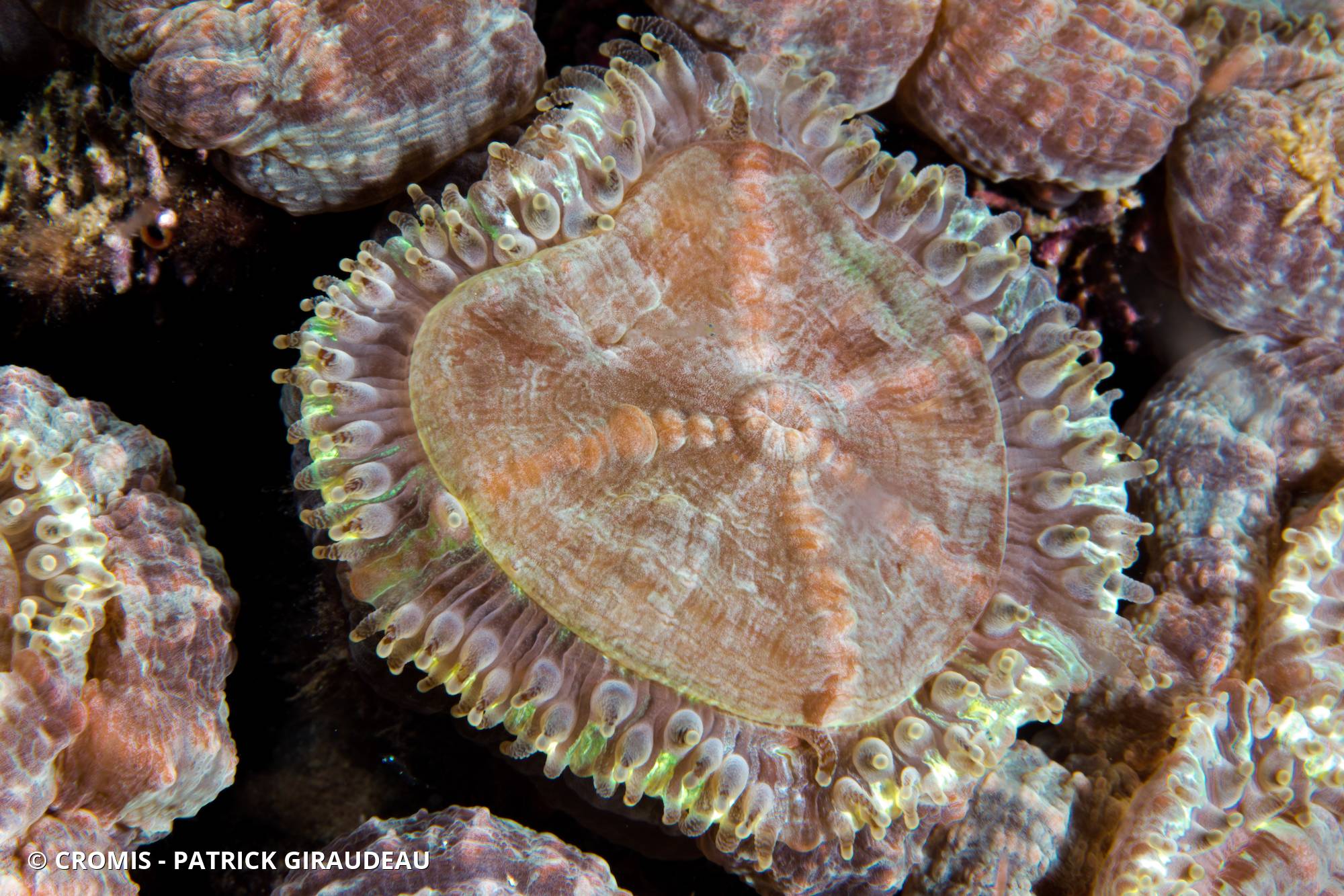 Corail fleur épineux