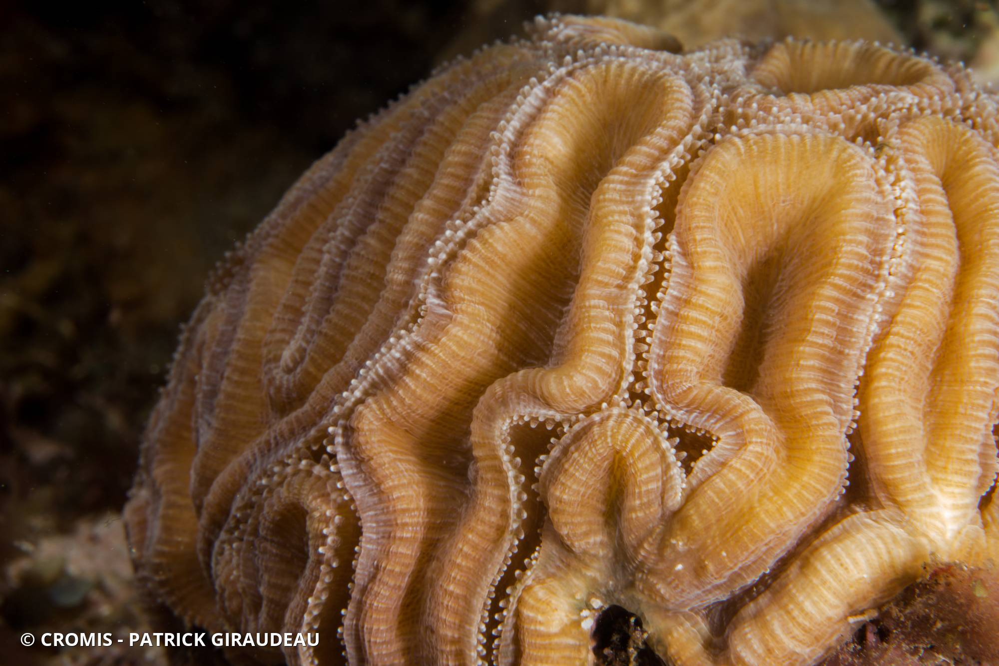 Corail cerveau bosselé