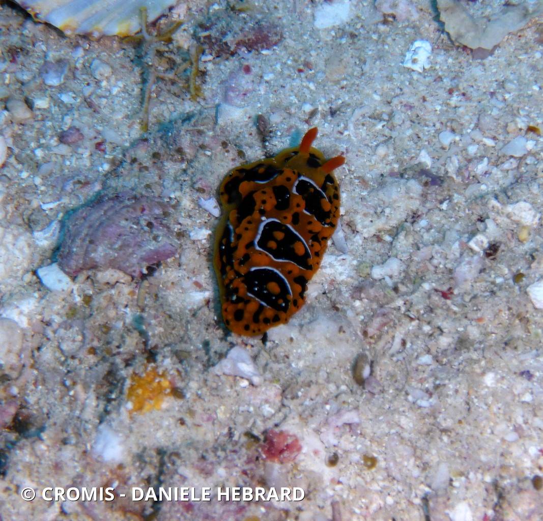 Phyllidie ocellée