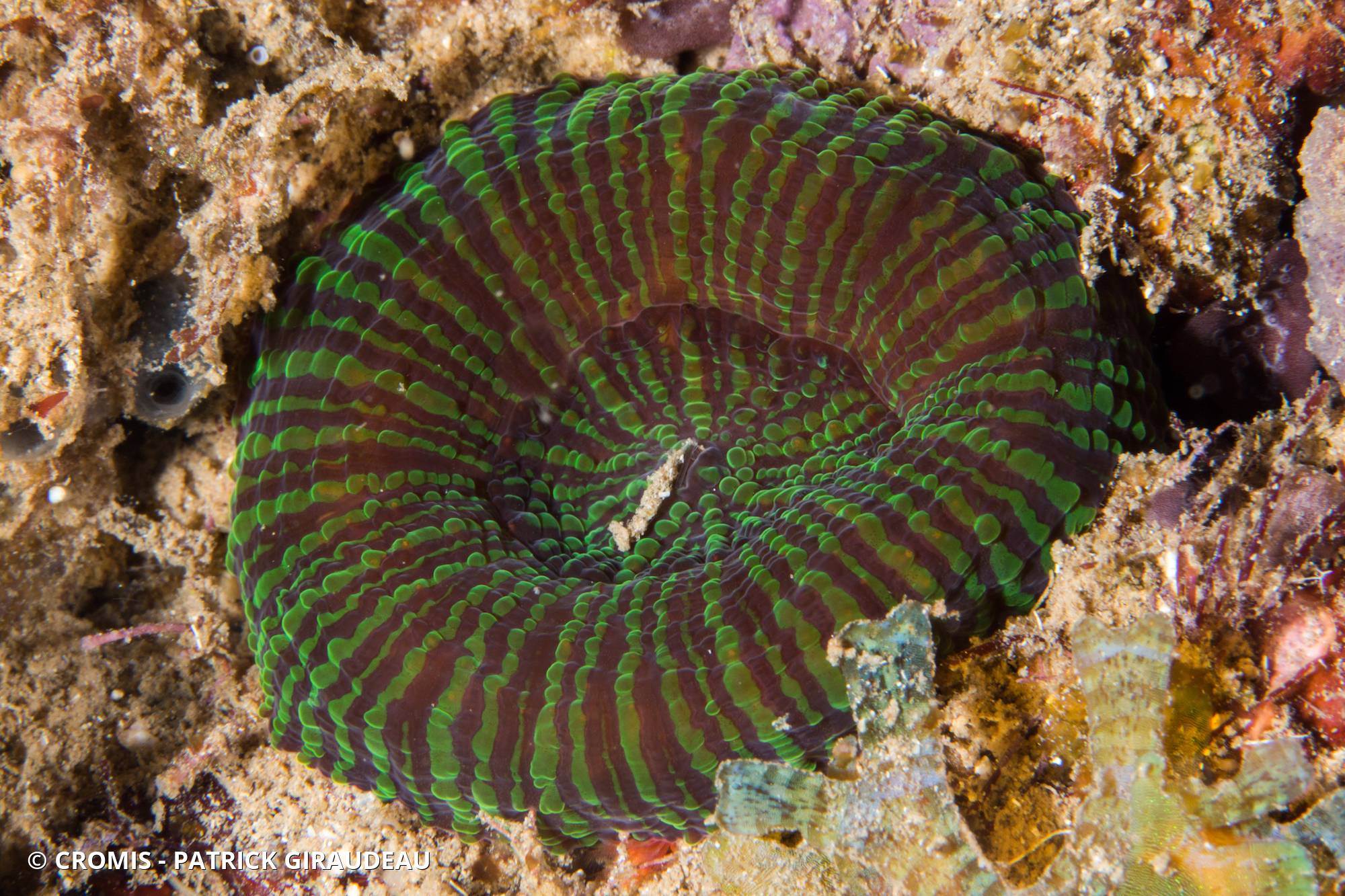 Corail coeur d'artichaut