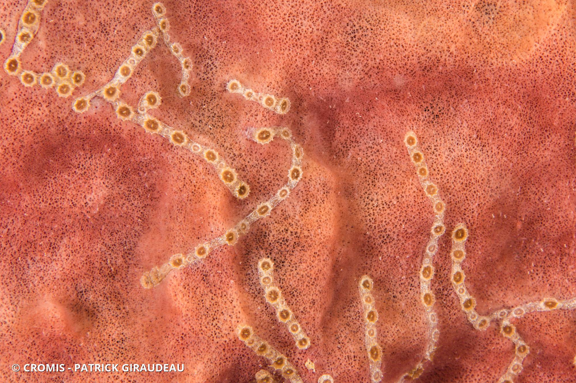 Zoanthaire éponge en chaînette