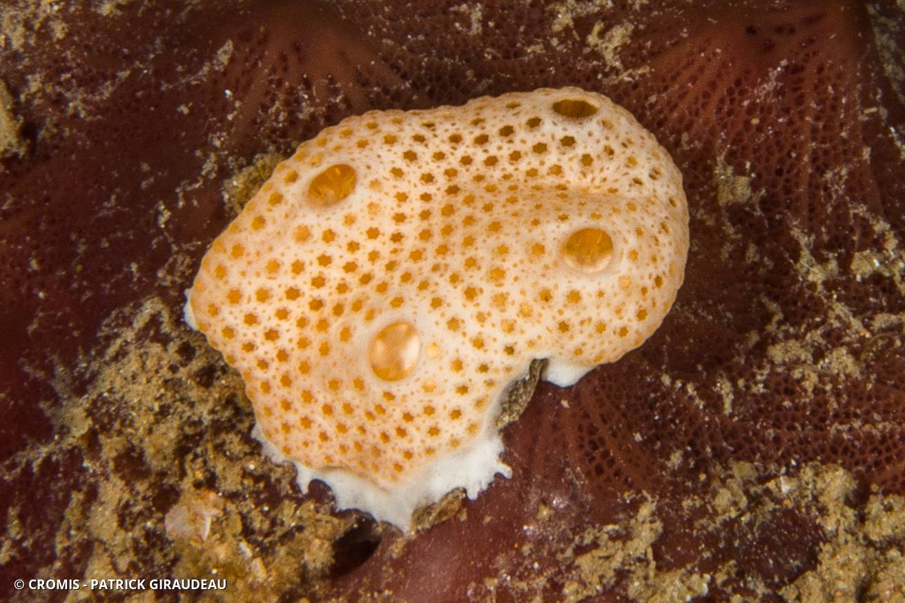 Didemnum conchyliatum