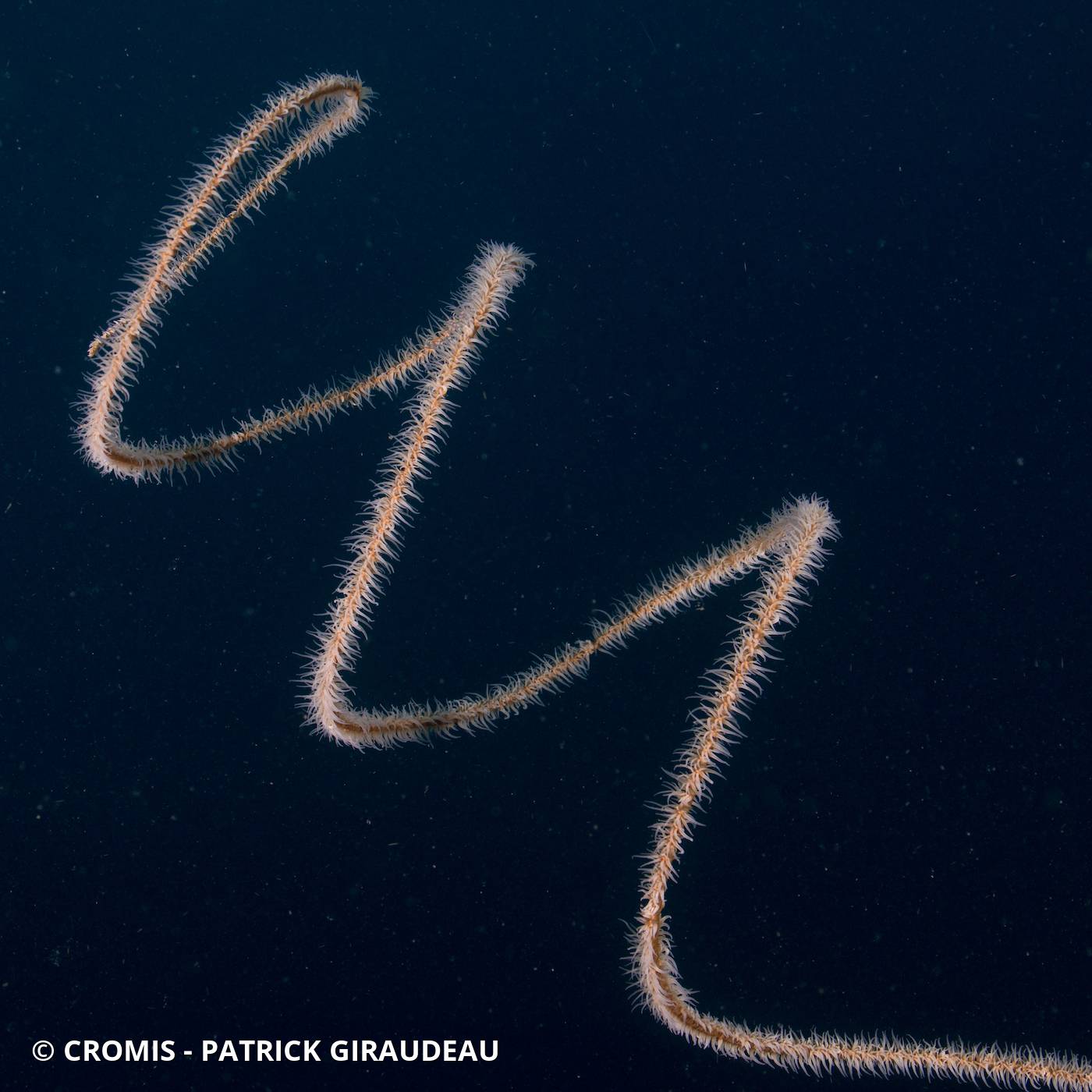 Corail fil de fer