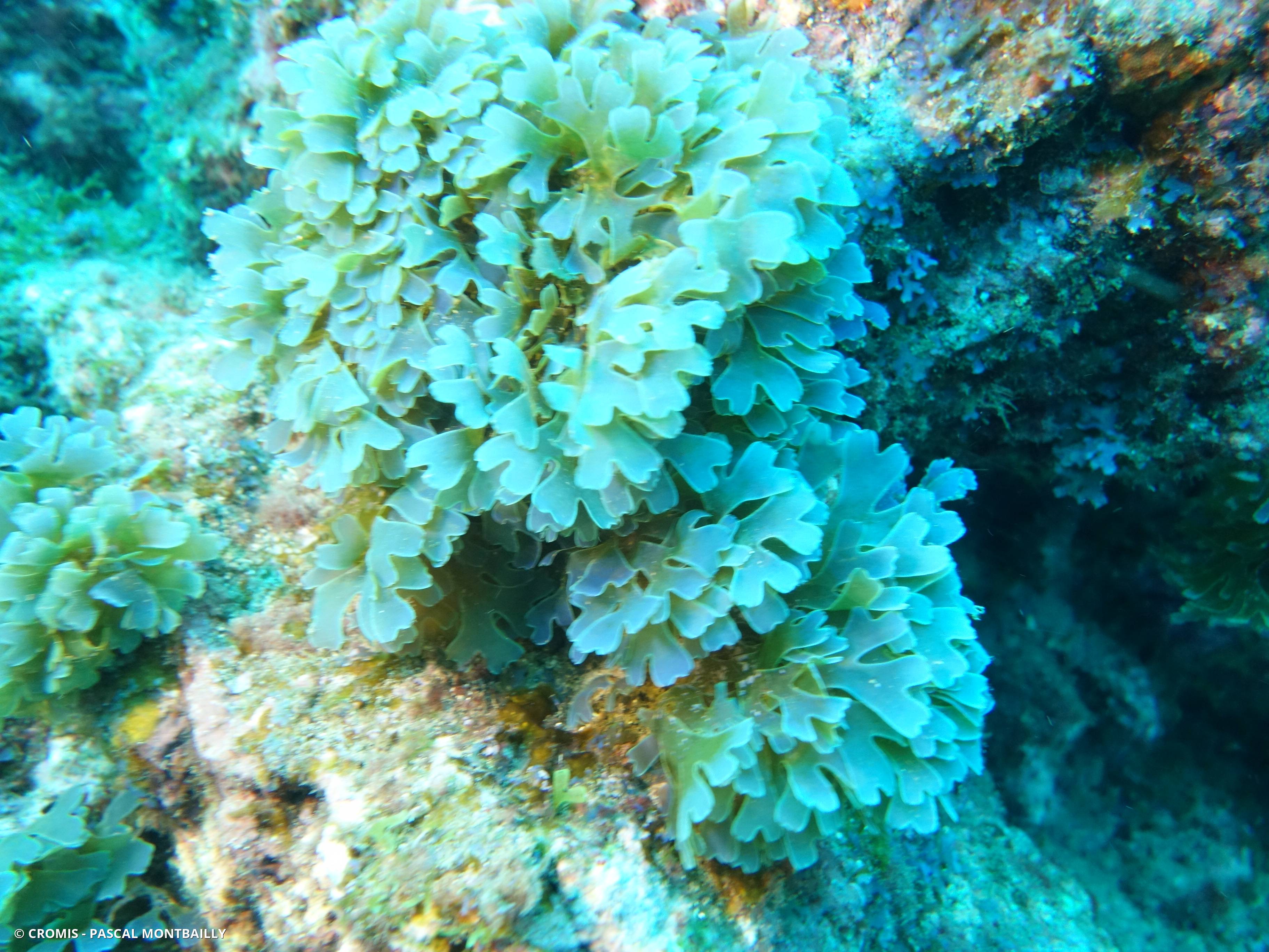 Dictyote