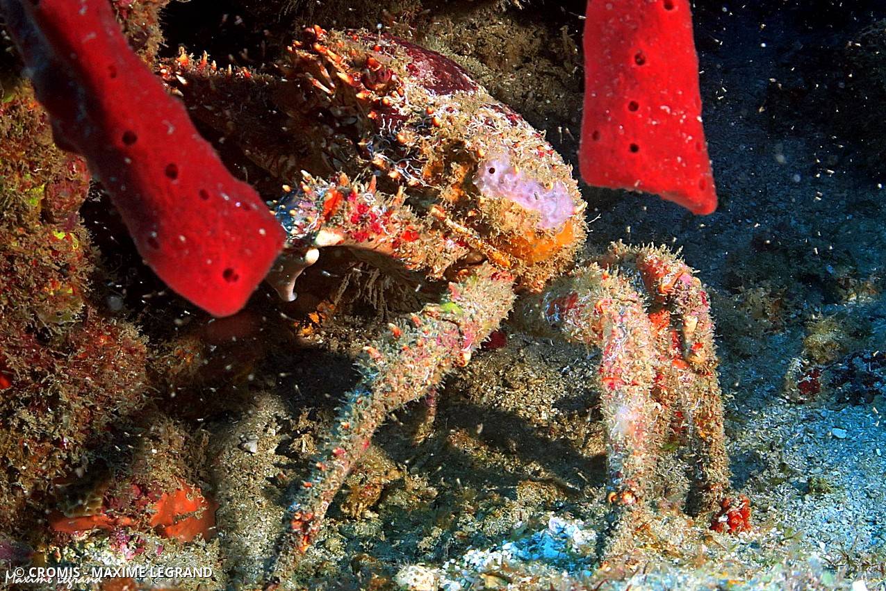 Crabe araignée