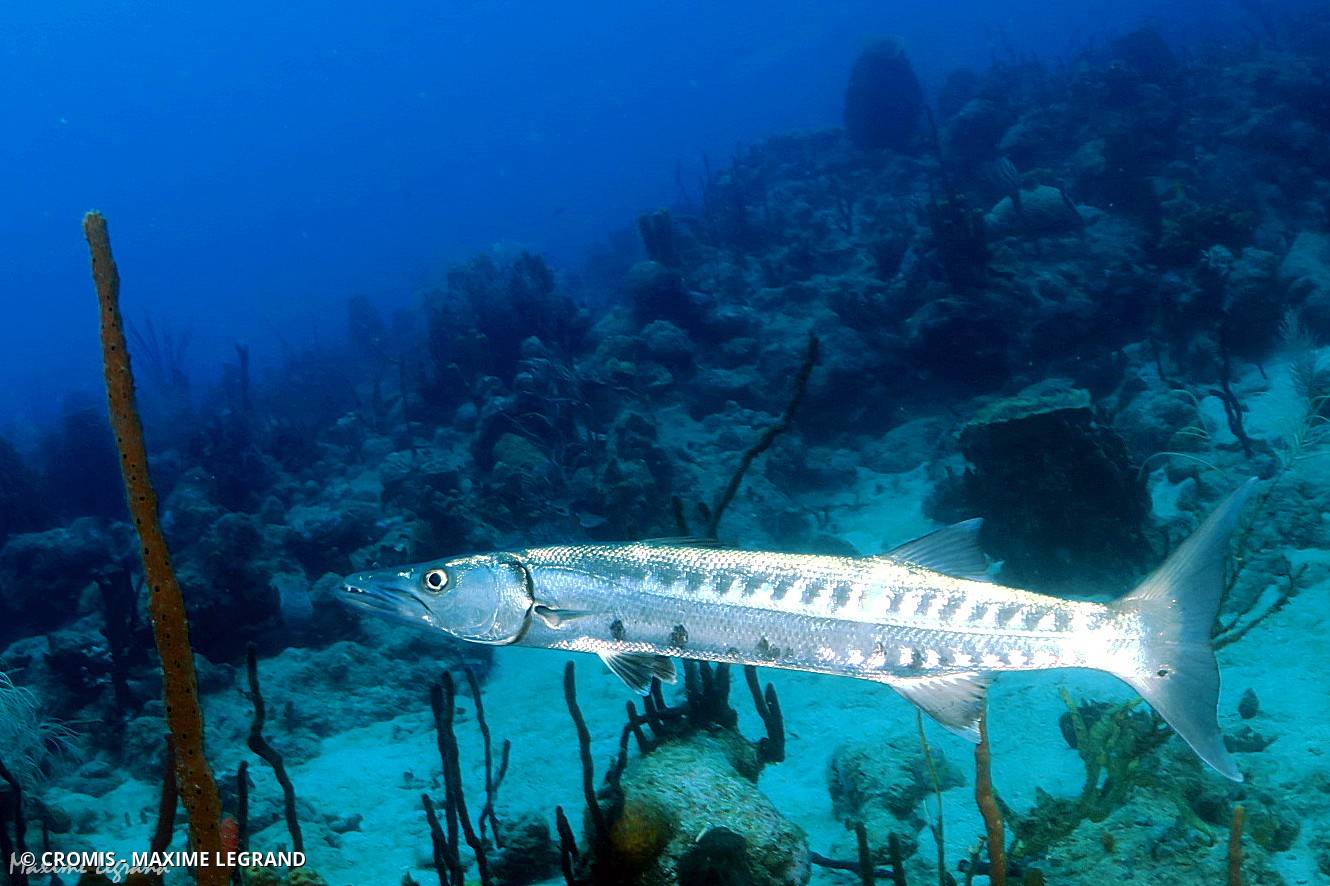 Grand barracuda