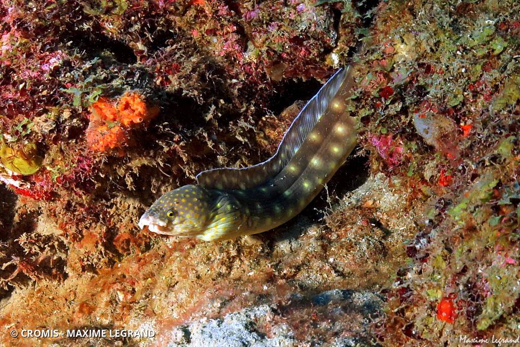 Serpentine dorée