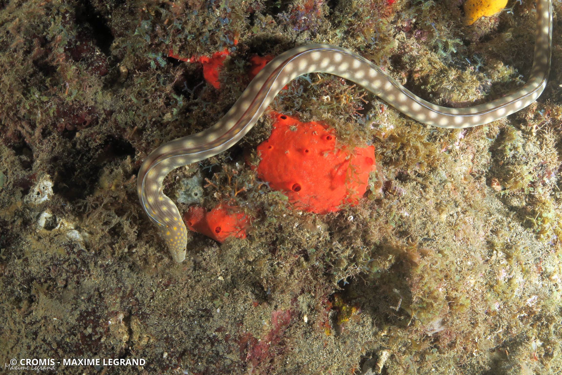 Serpentine dorée