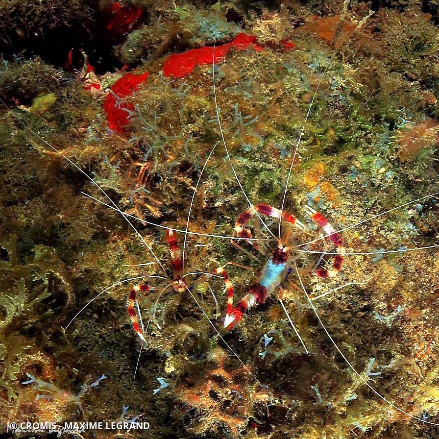 Grande crevette nettoyeuse