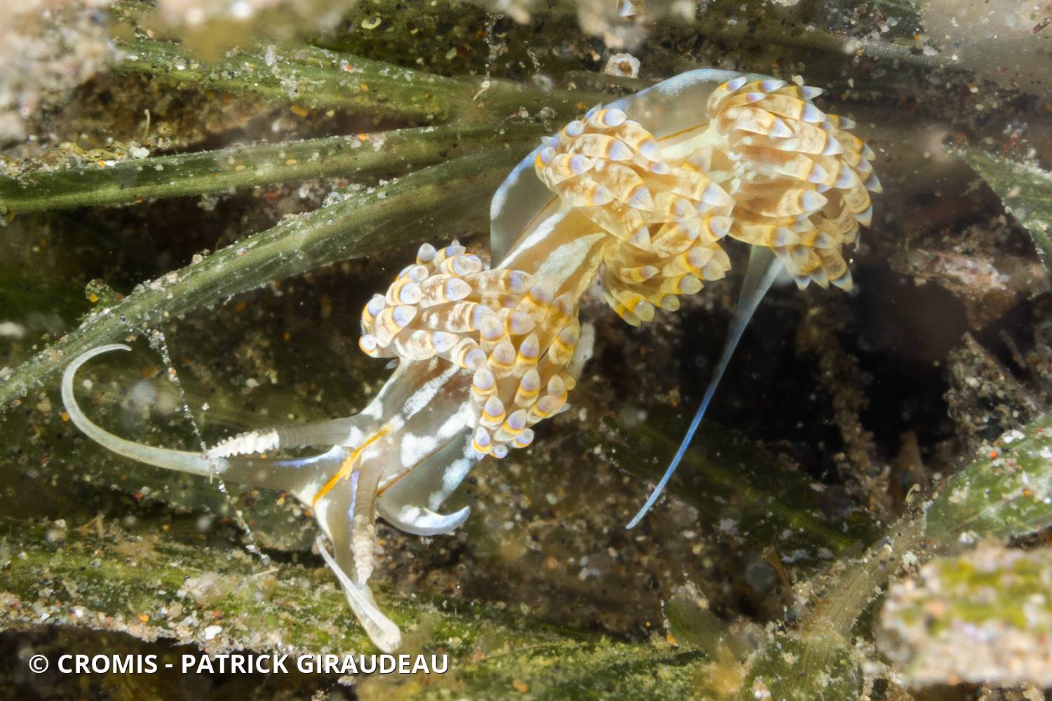 Dondice occidental