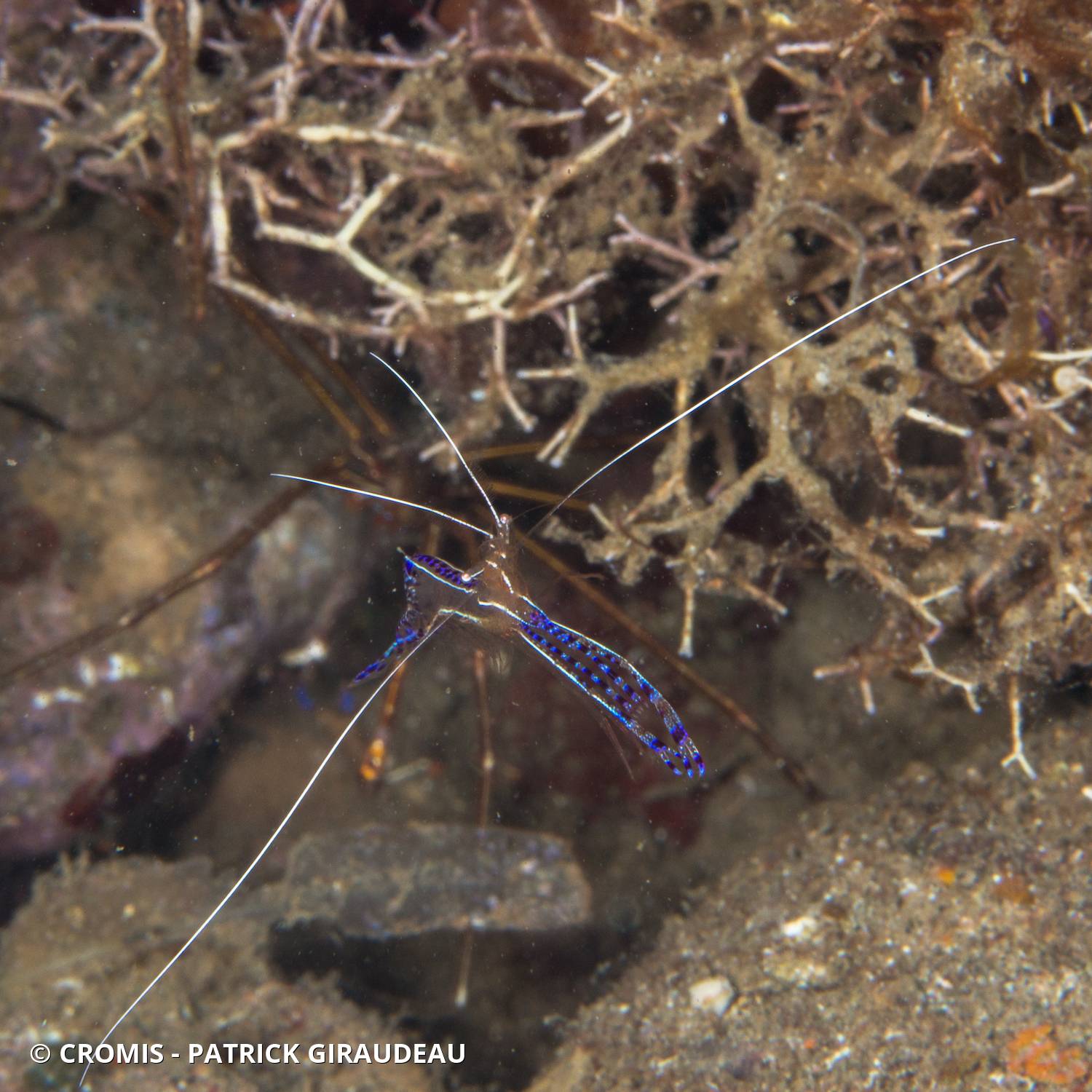 Crevette nettoyeuse de Pederson