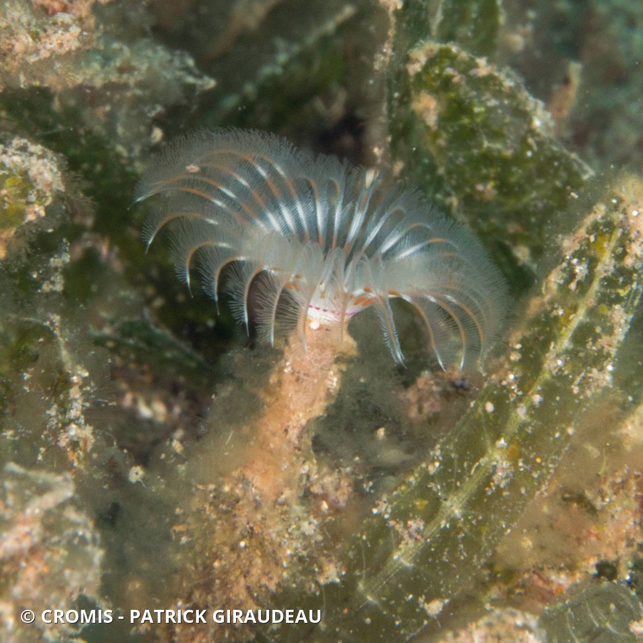 Sabelle fantôme des Caraïbes