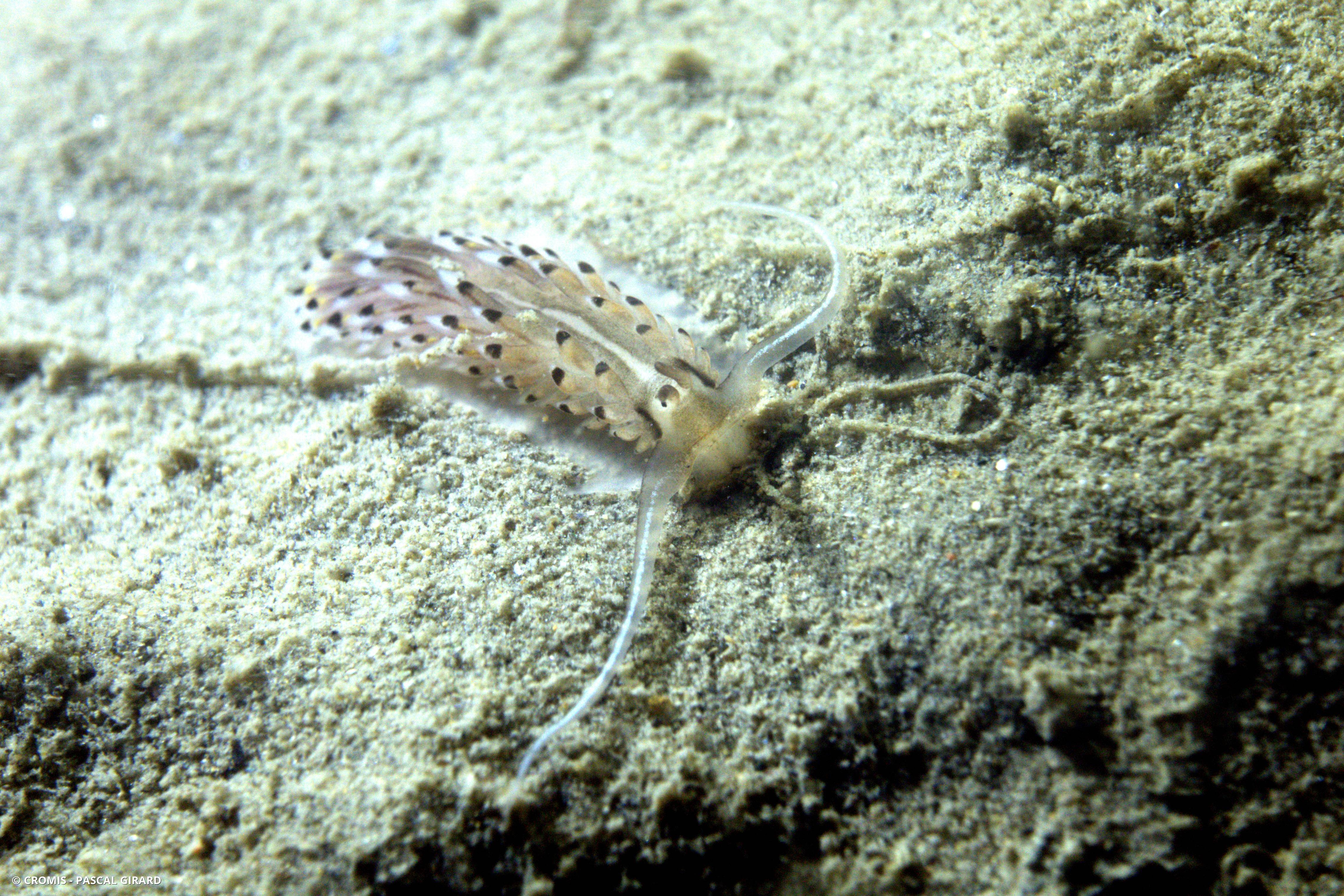 Cerberille de Bernadette