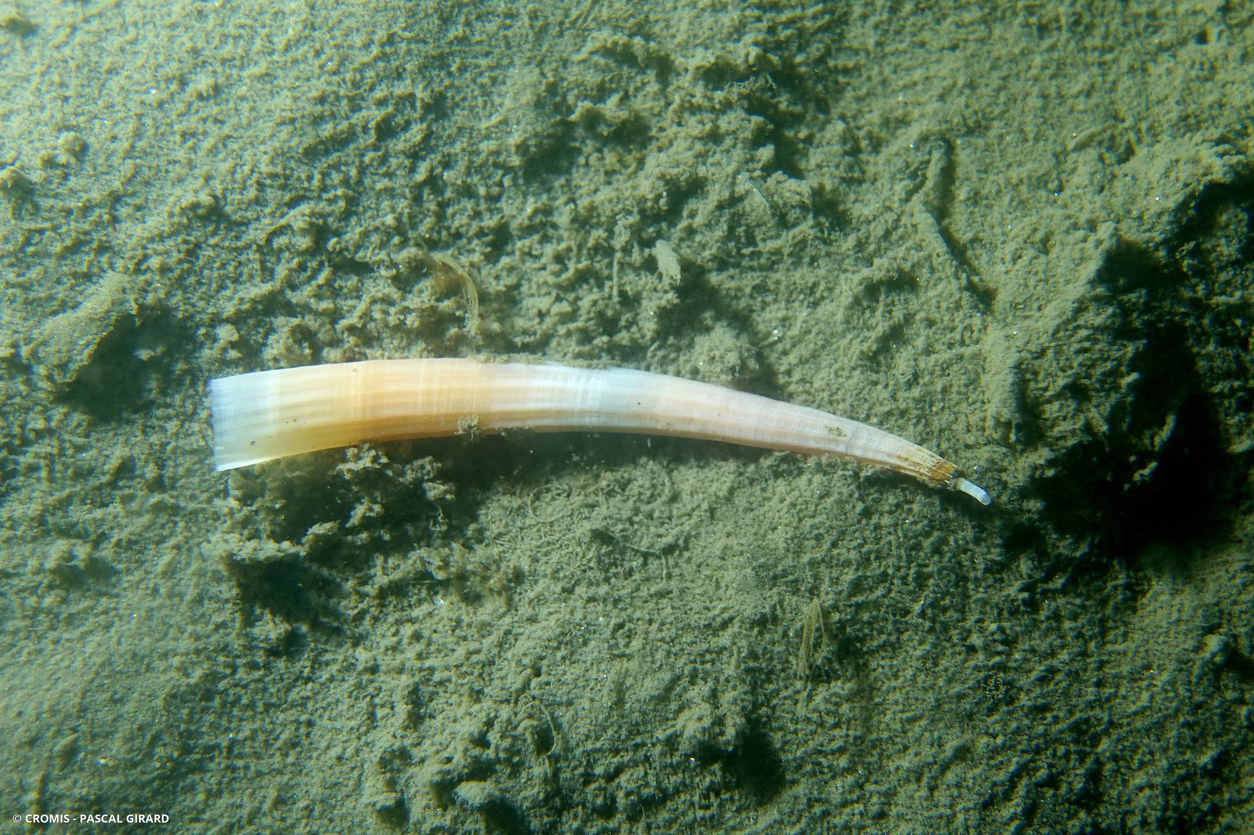 Dentale à côtes inégales