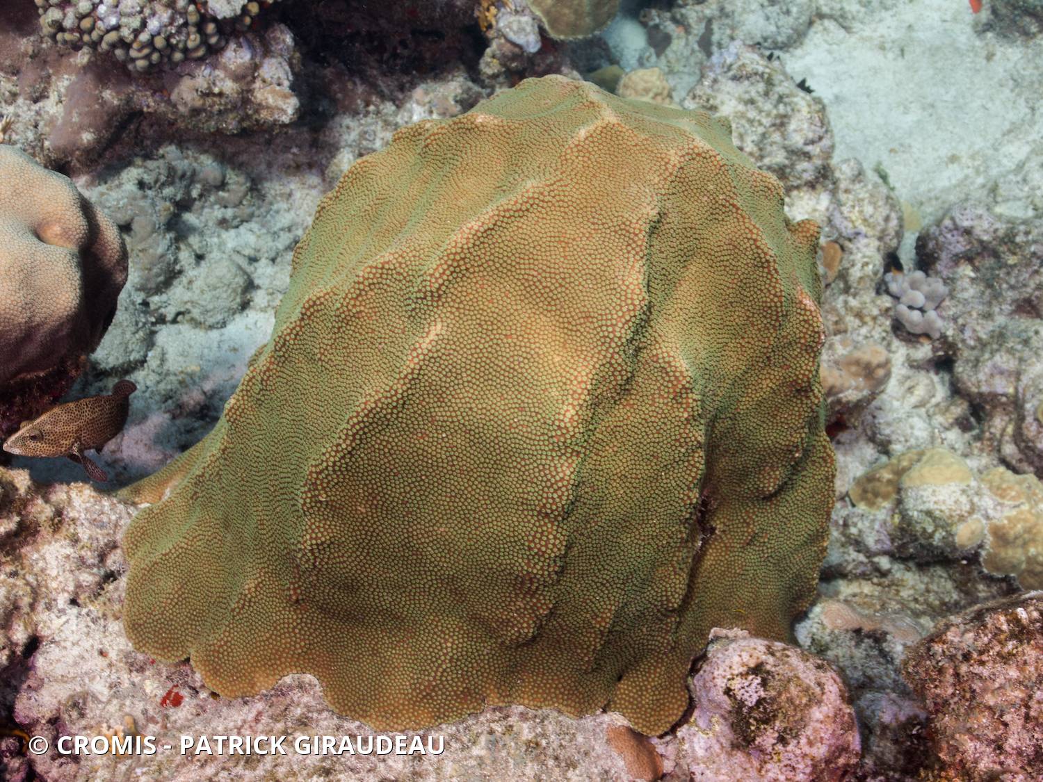 Corail étoilé à bosses