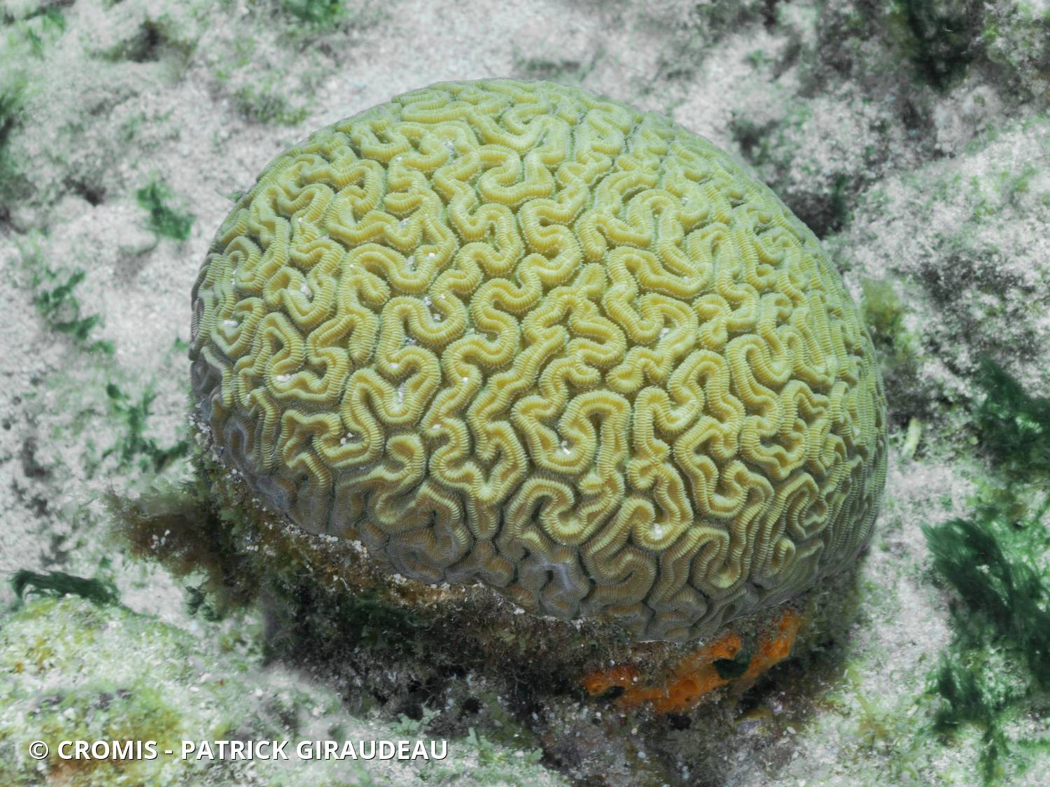 Corail cerveau de Neptune