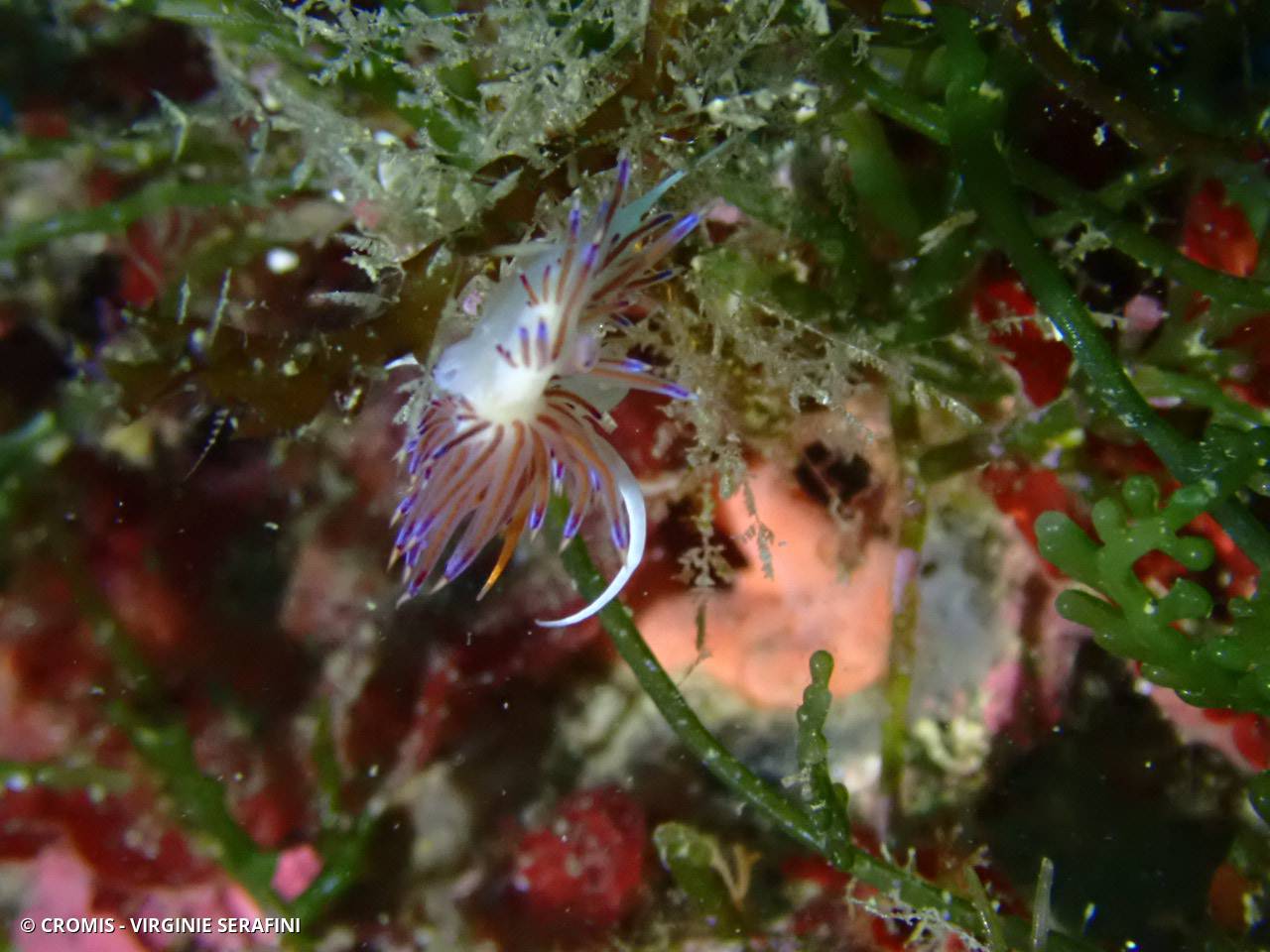 Caulerpe cylindracée