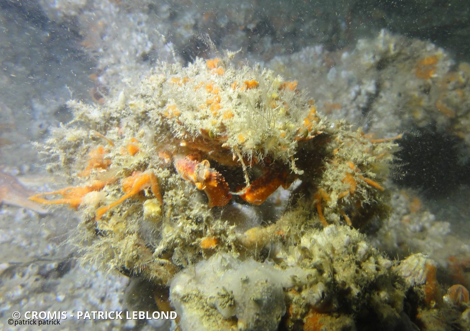 Araignée de mer Atlantique