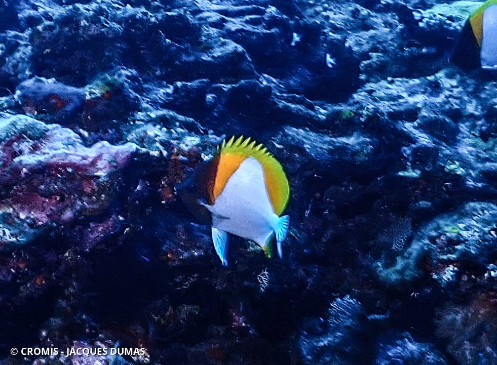Poisson-papillon pyramide jaune
