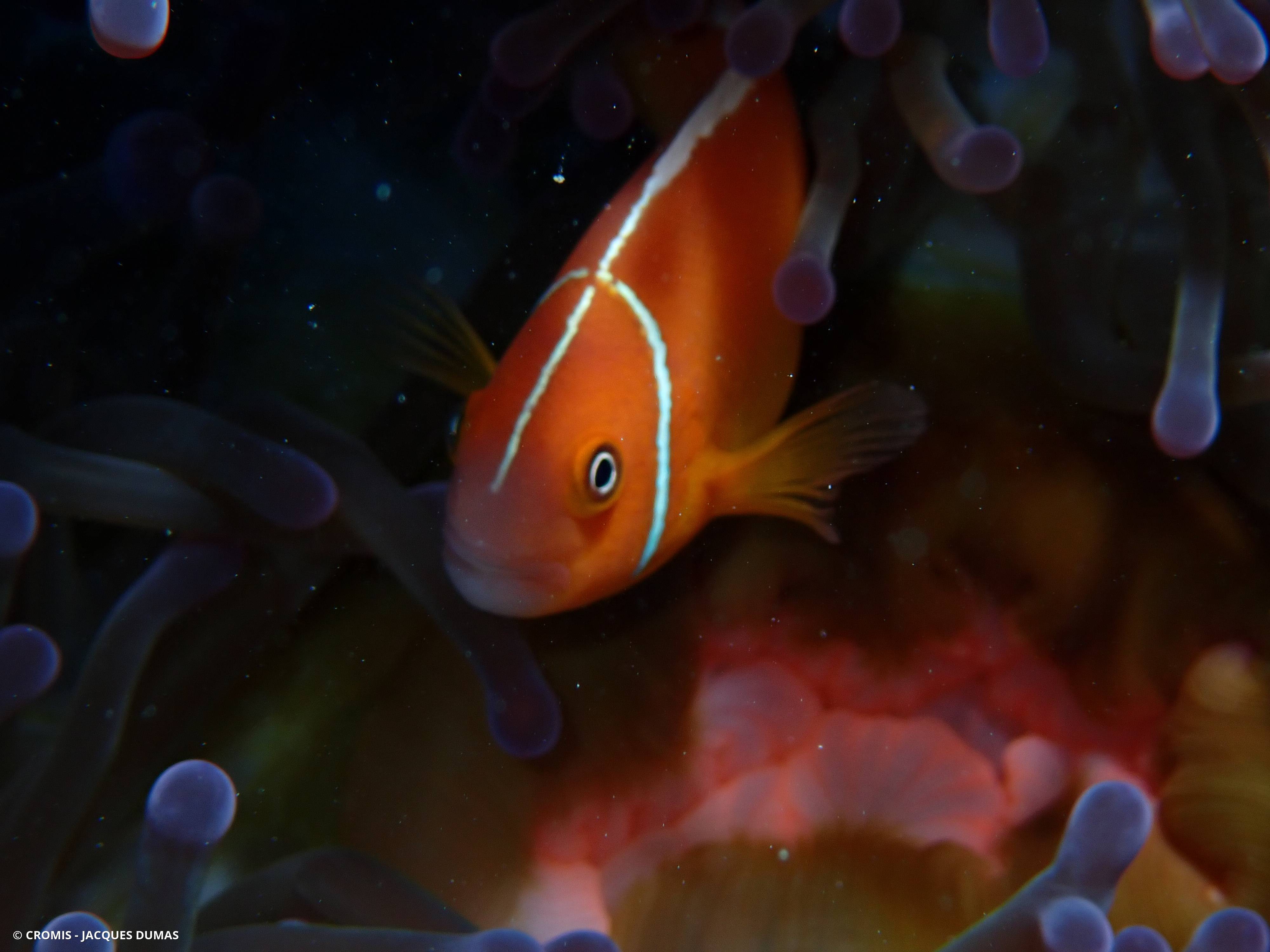 Poisson-clown rose