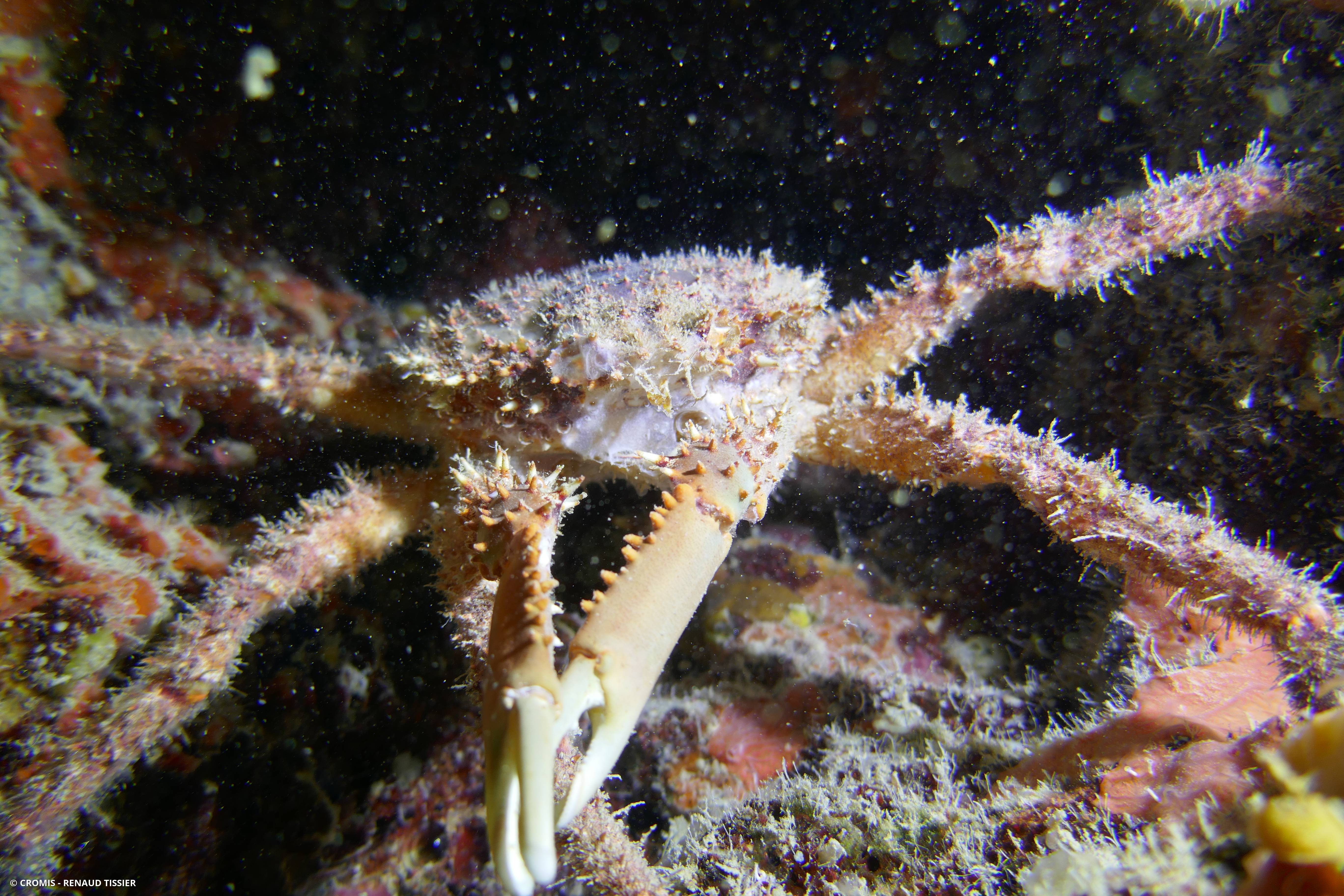 Araignée de mer verruqueuse