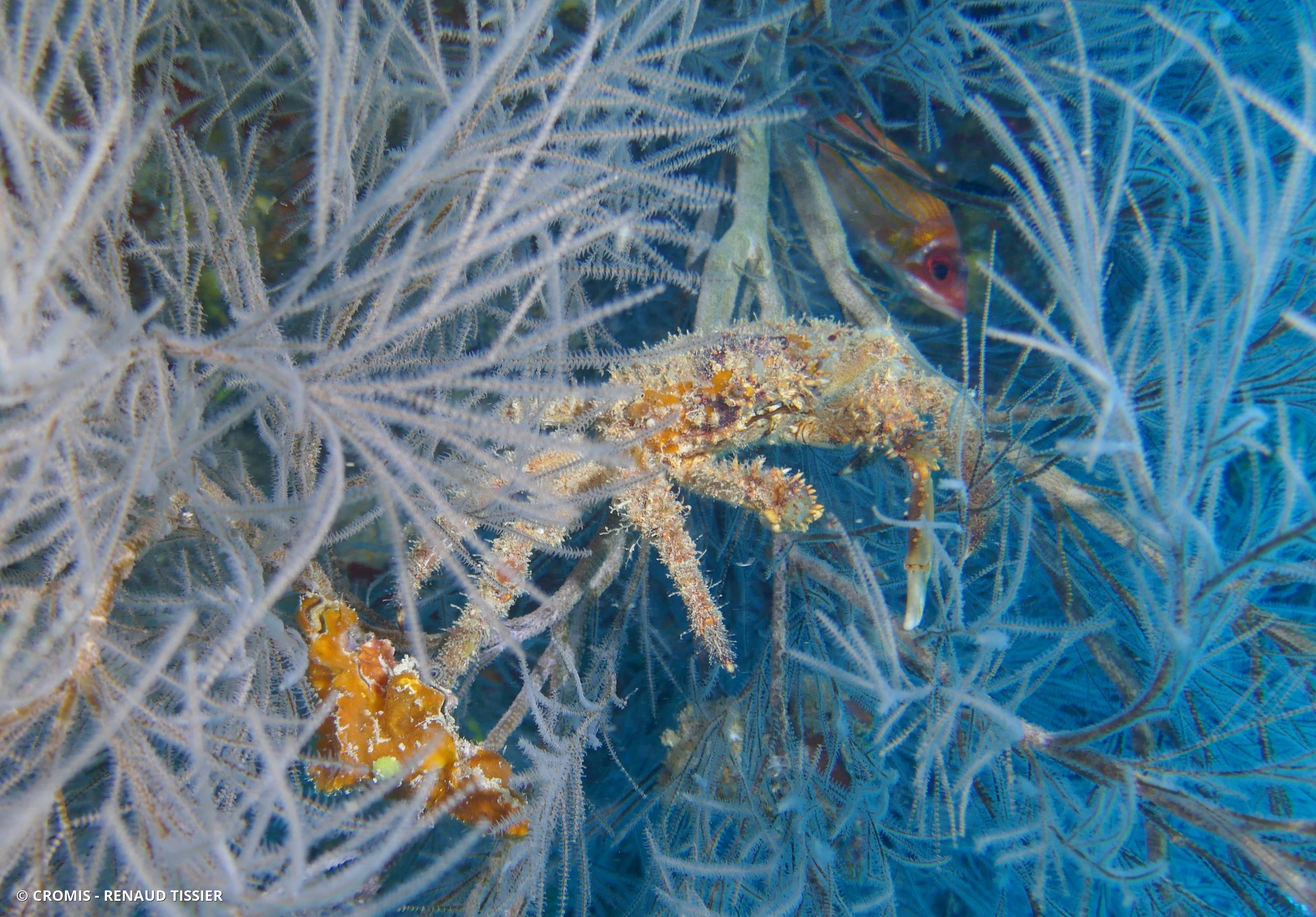 Araignée de mer verruqueuse