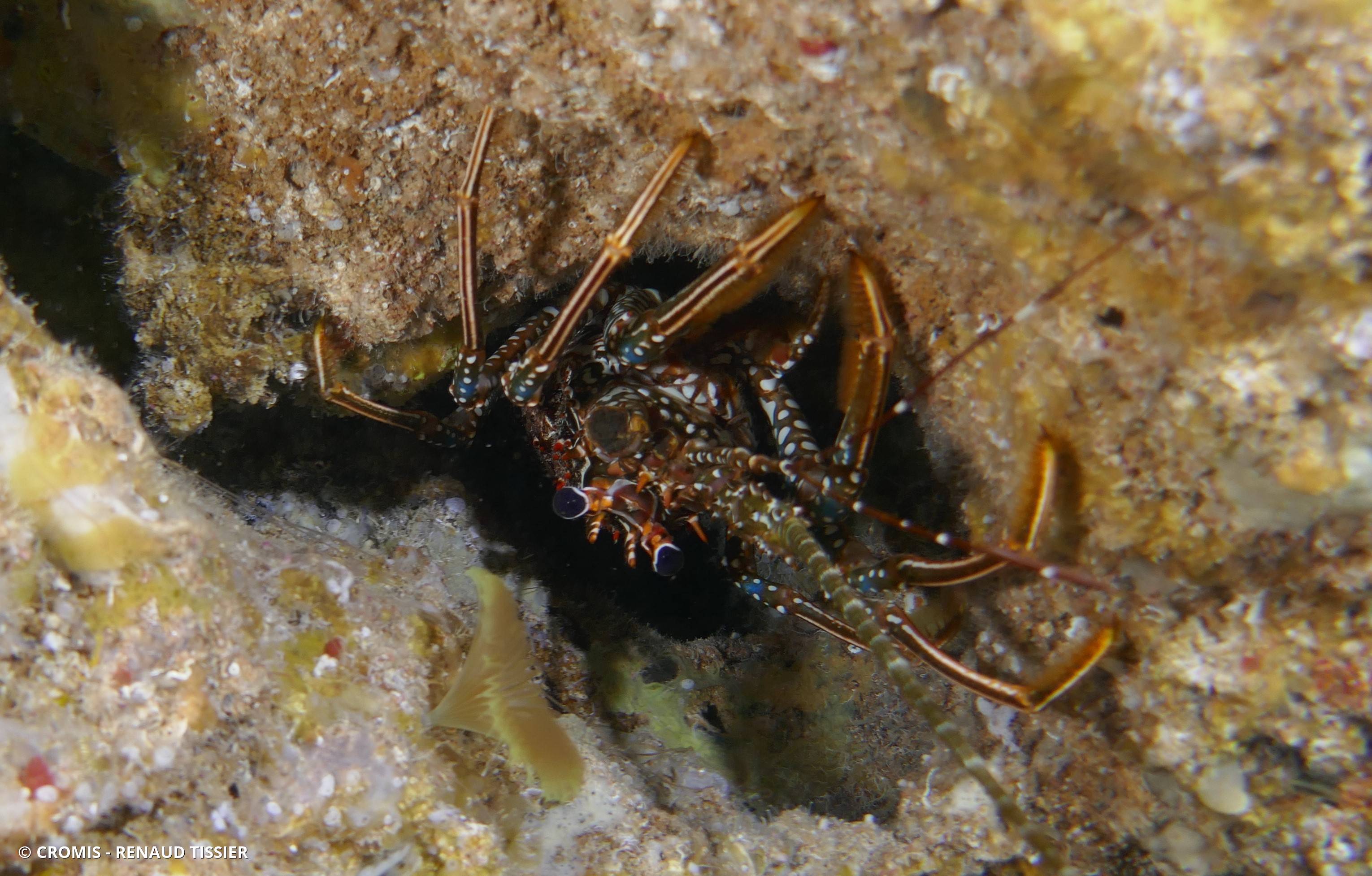 Langouste tachetée