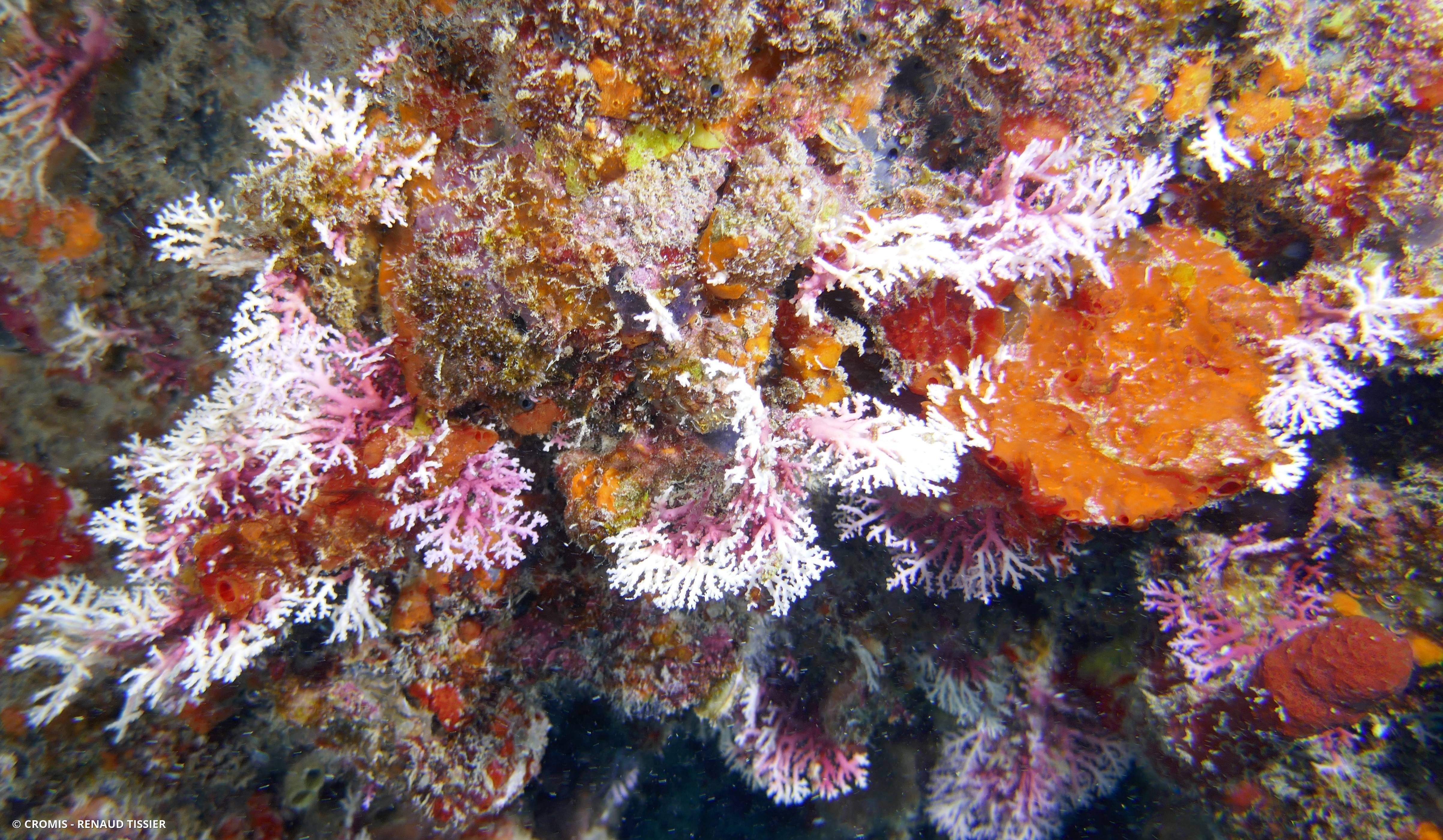 Corail dentelle rose