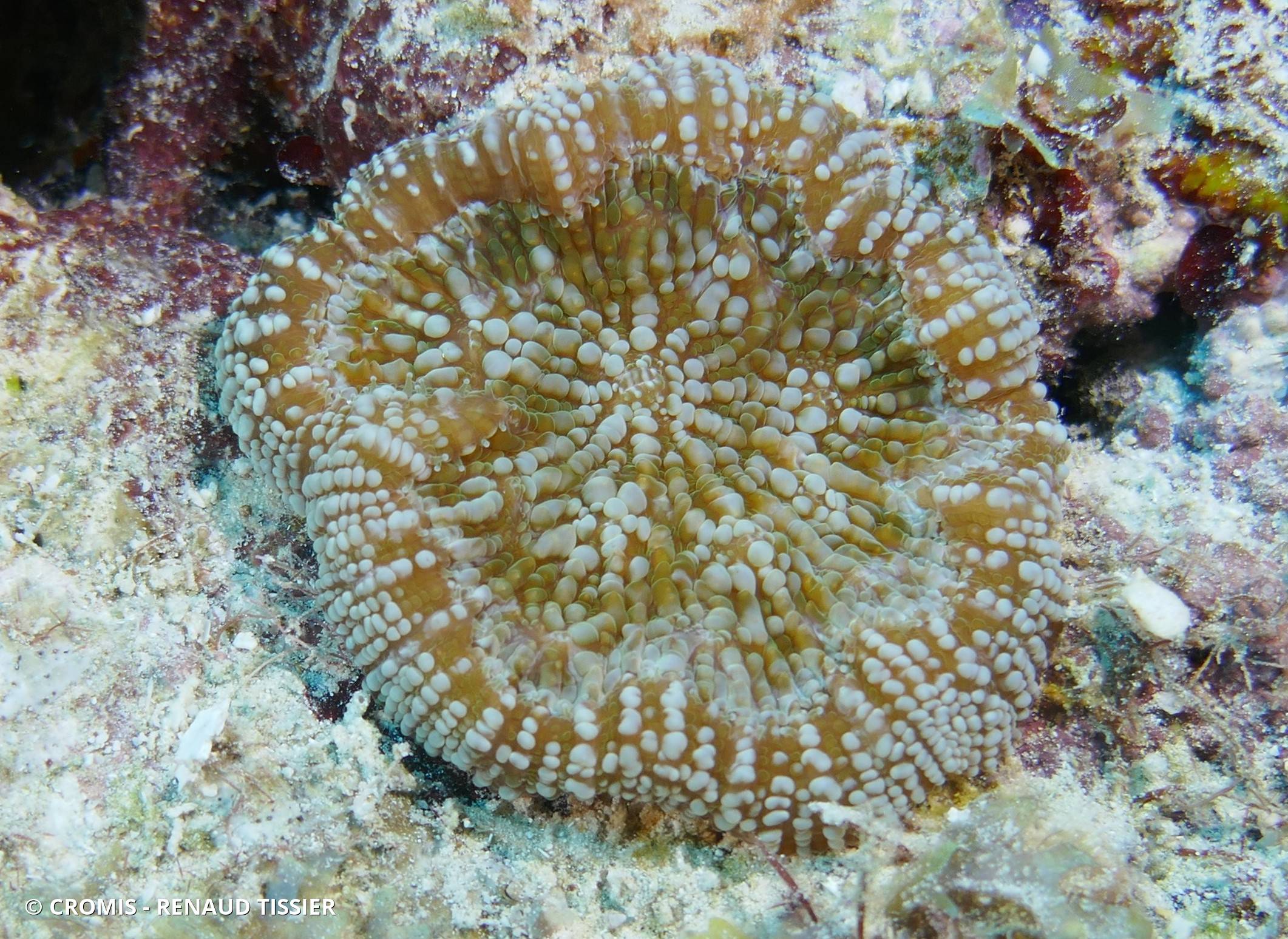 Corail coeur d'artichaut