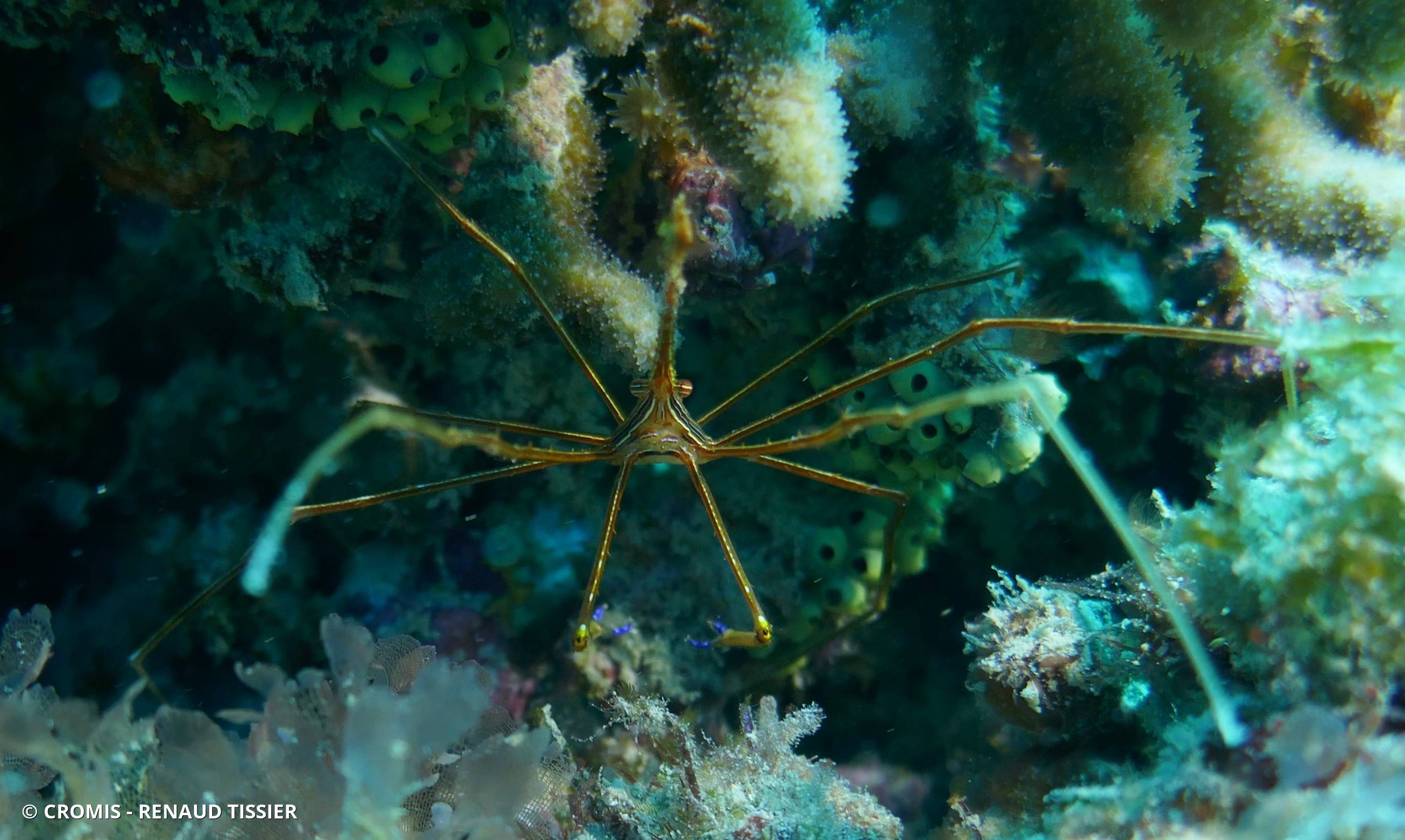 Araignée nez pointu