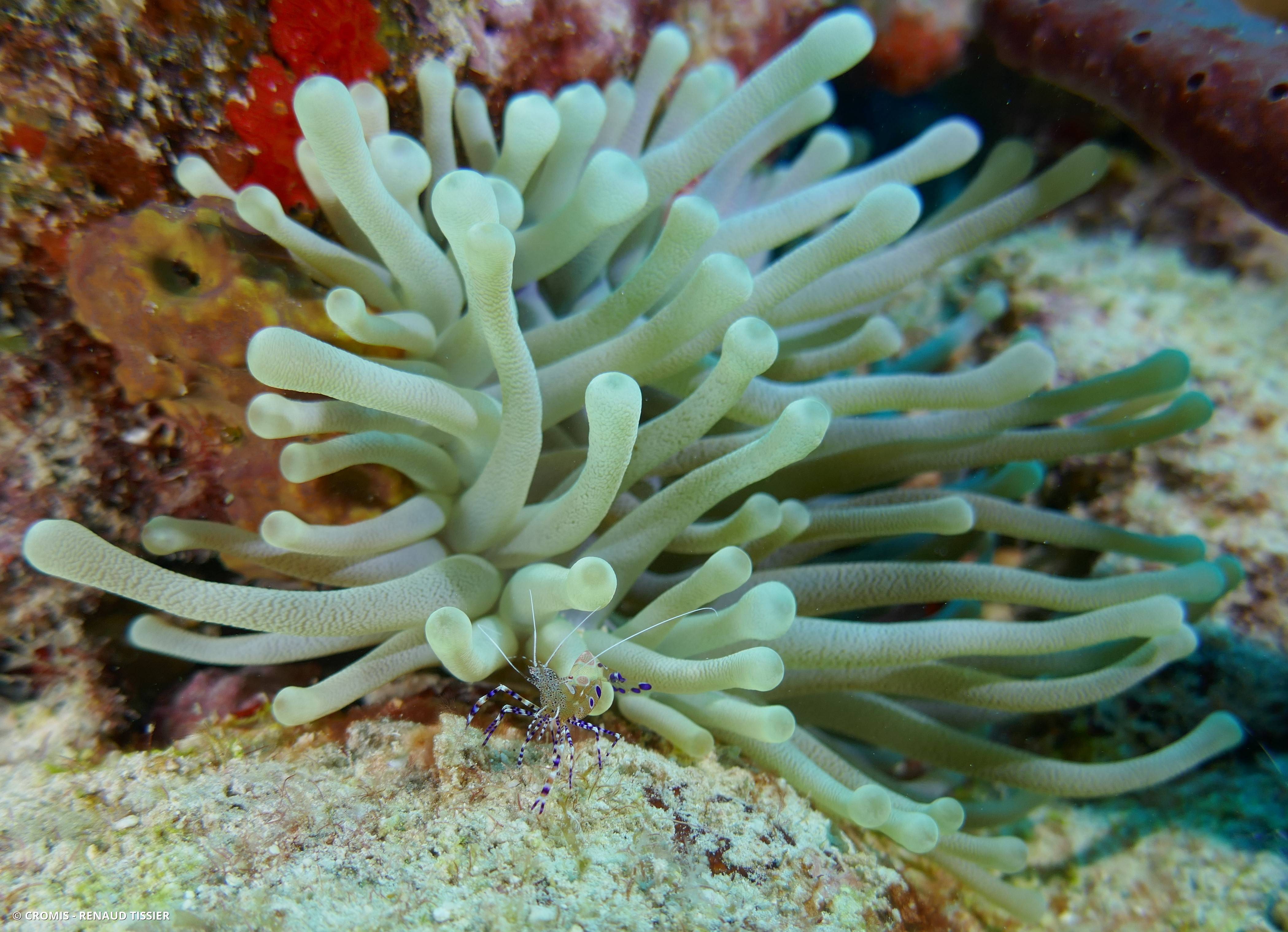 Crevette du Yucatan