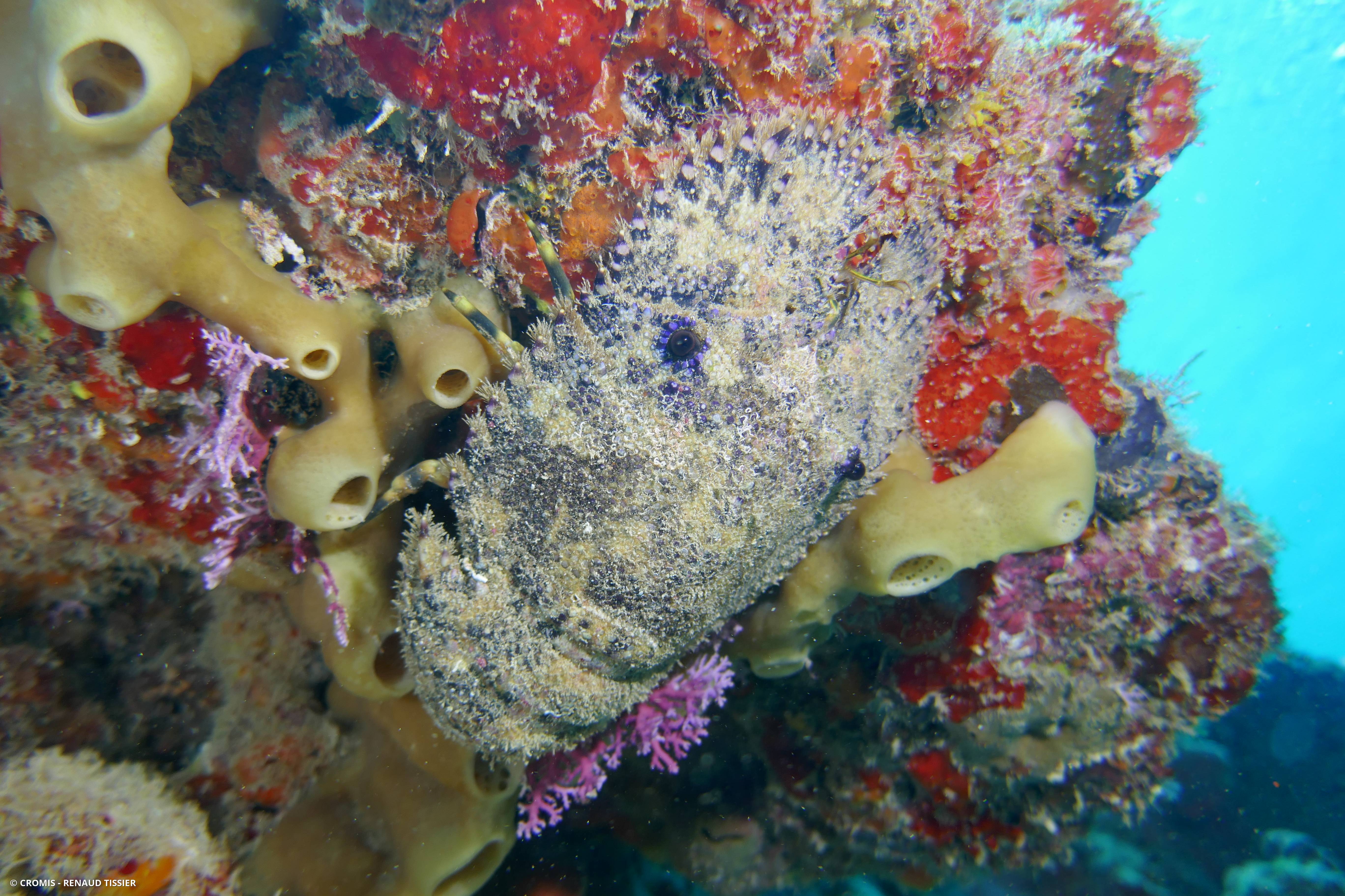 Cigale de mer sculptée