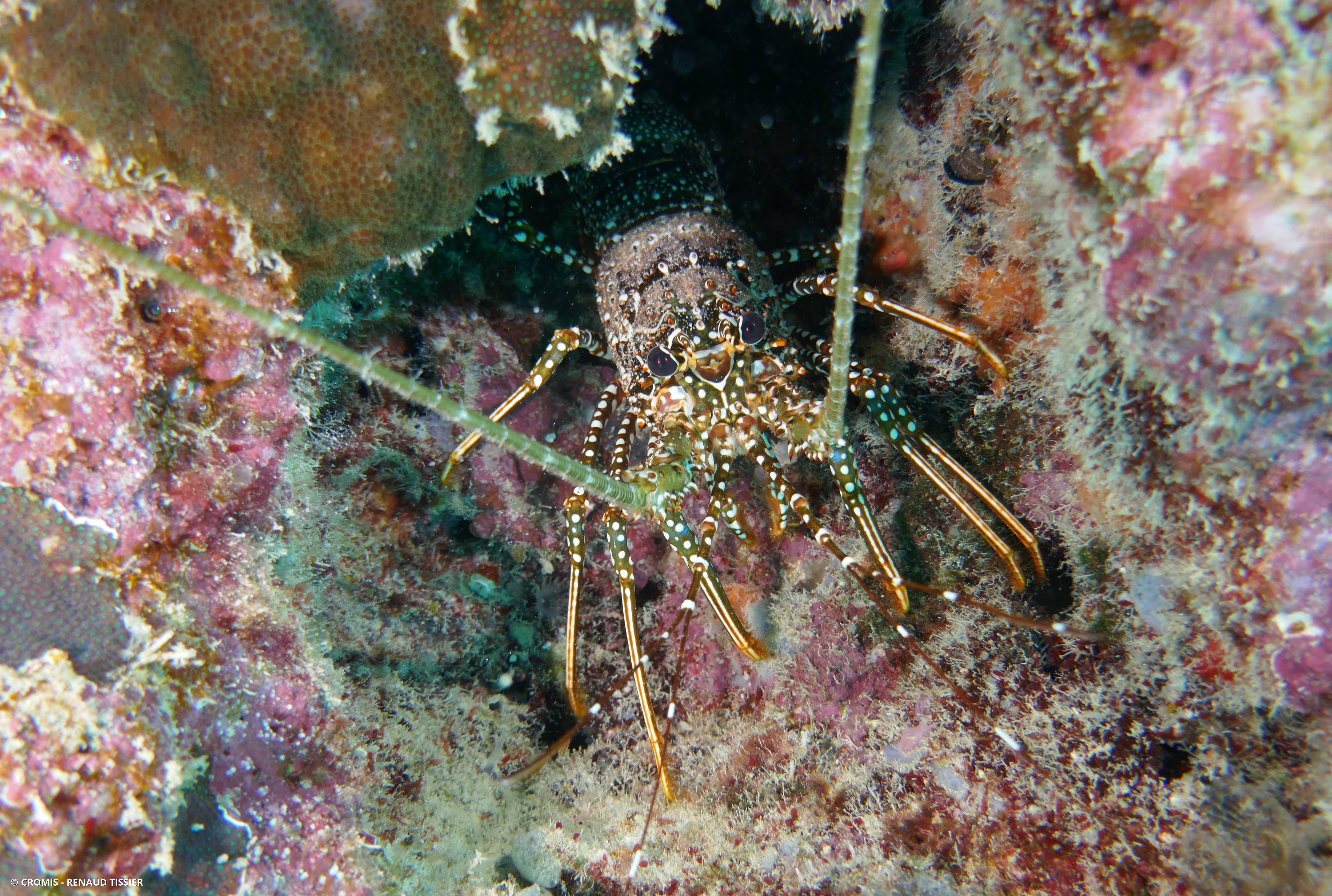 Langouste tachetée