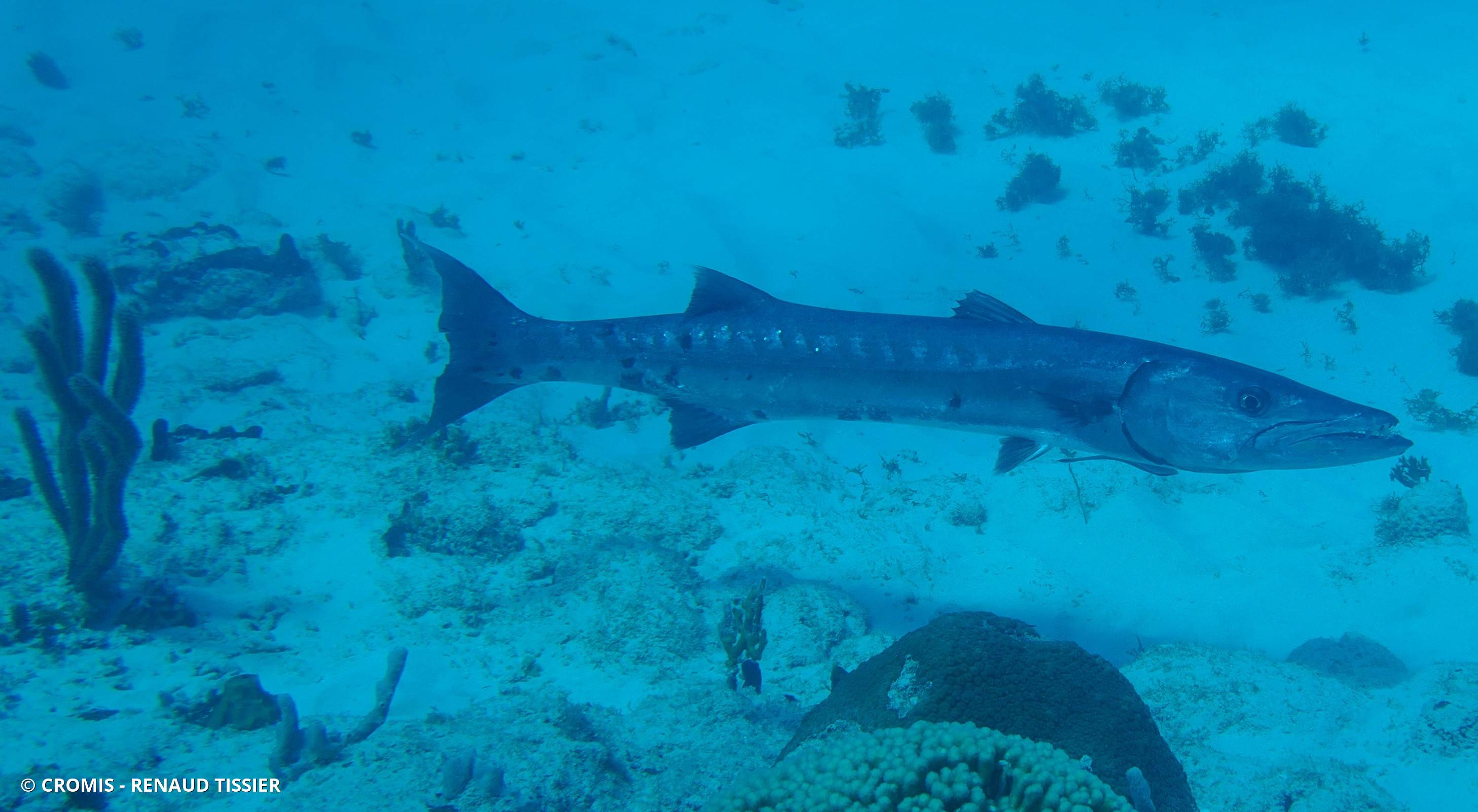 Grand barracuda