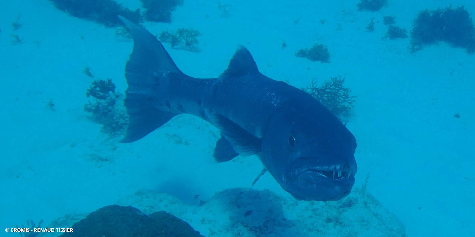 Grand barracuda