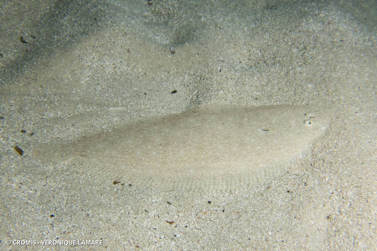 Sole pole