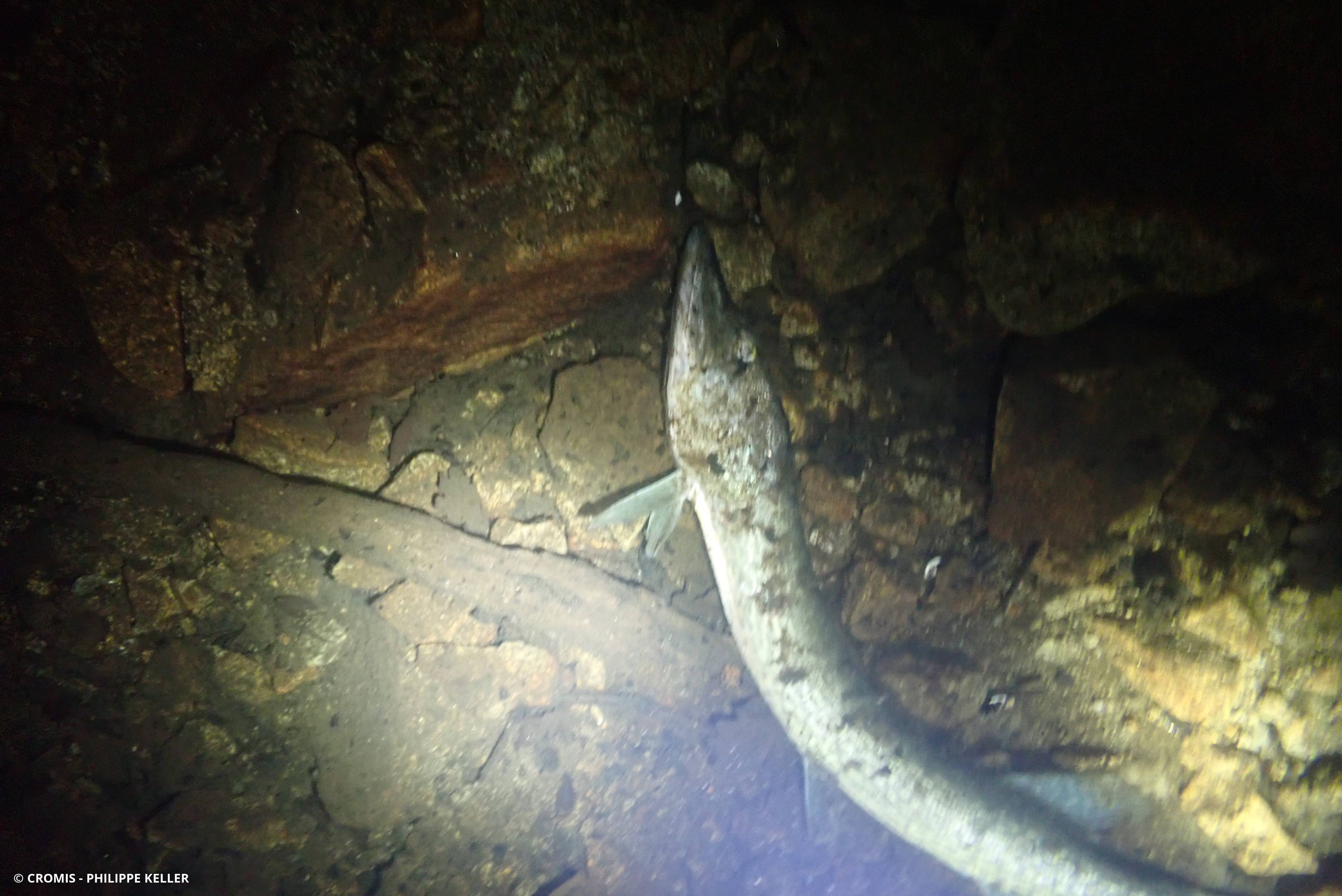 Brochet