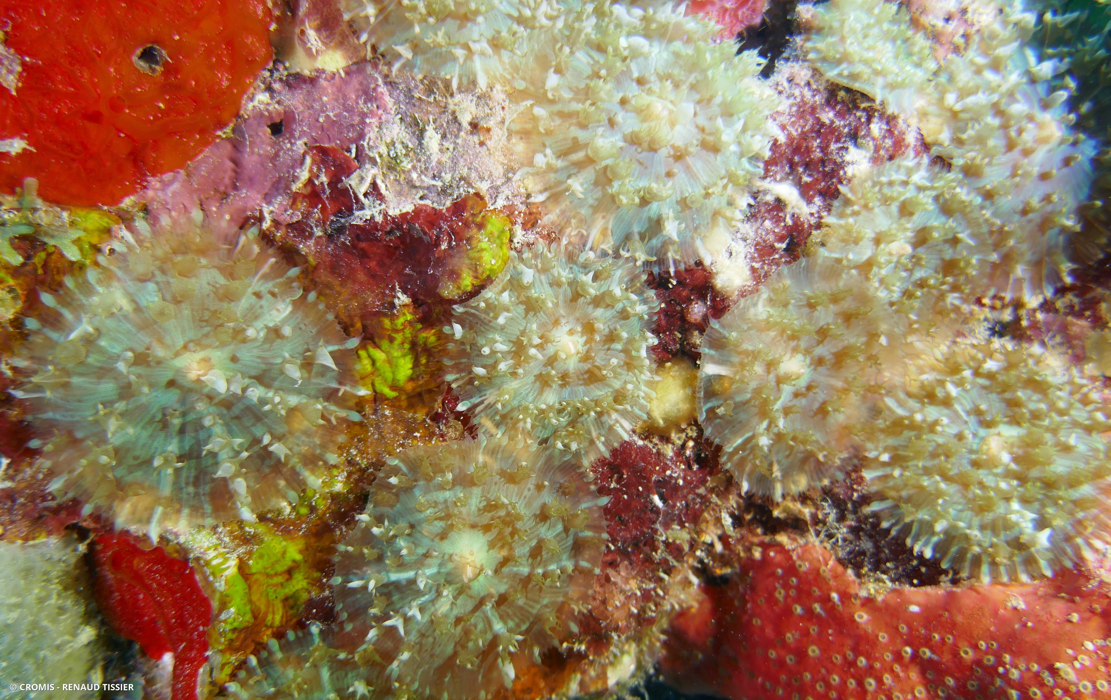Corallimorphaire verruqueux
