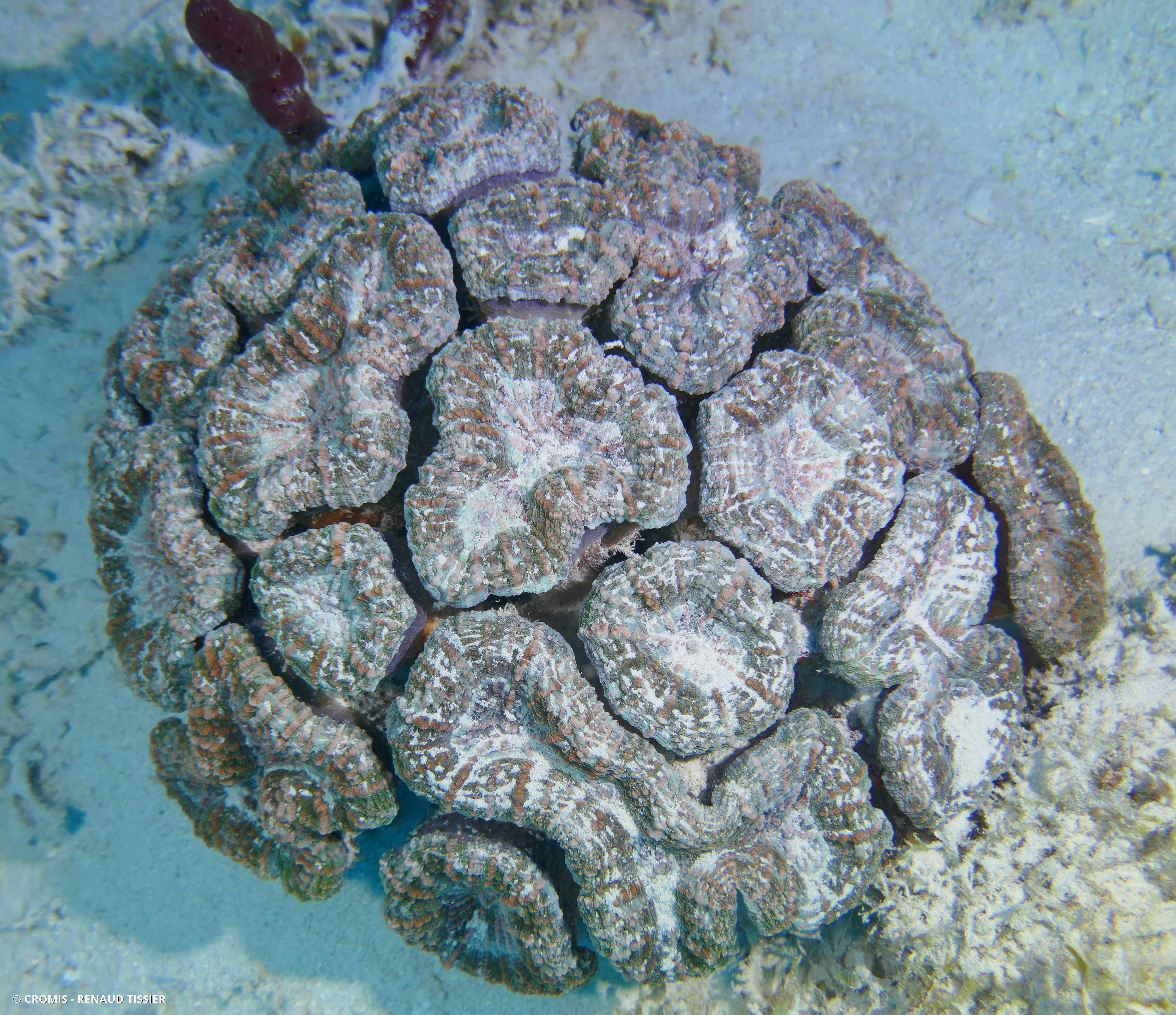 Corail fleur épineux